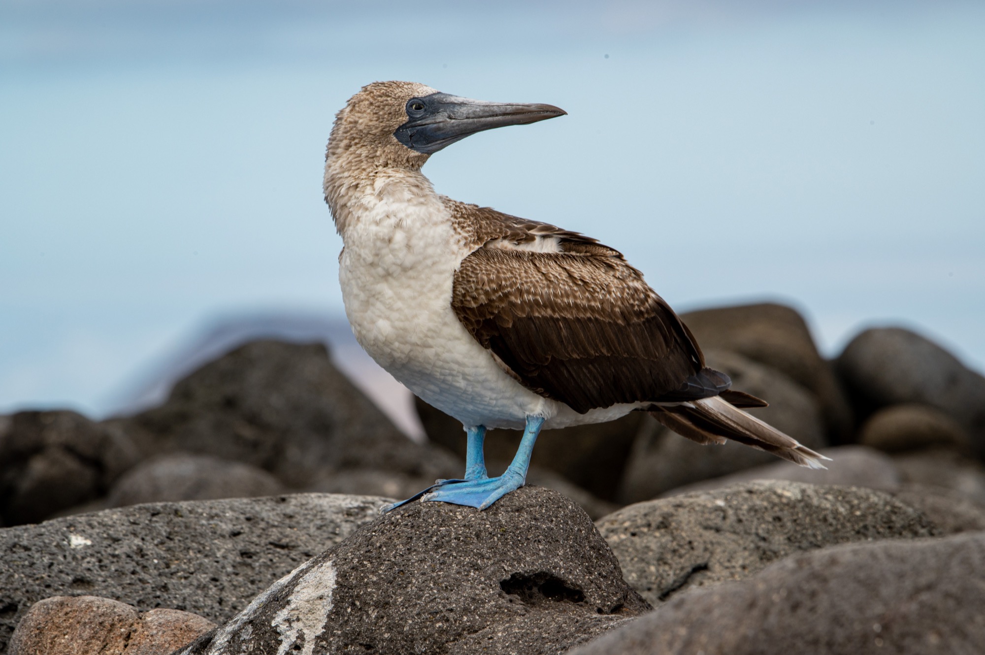 Blue-footed Booby