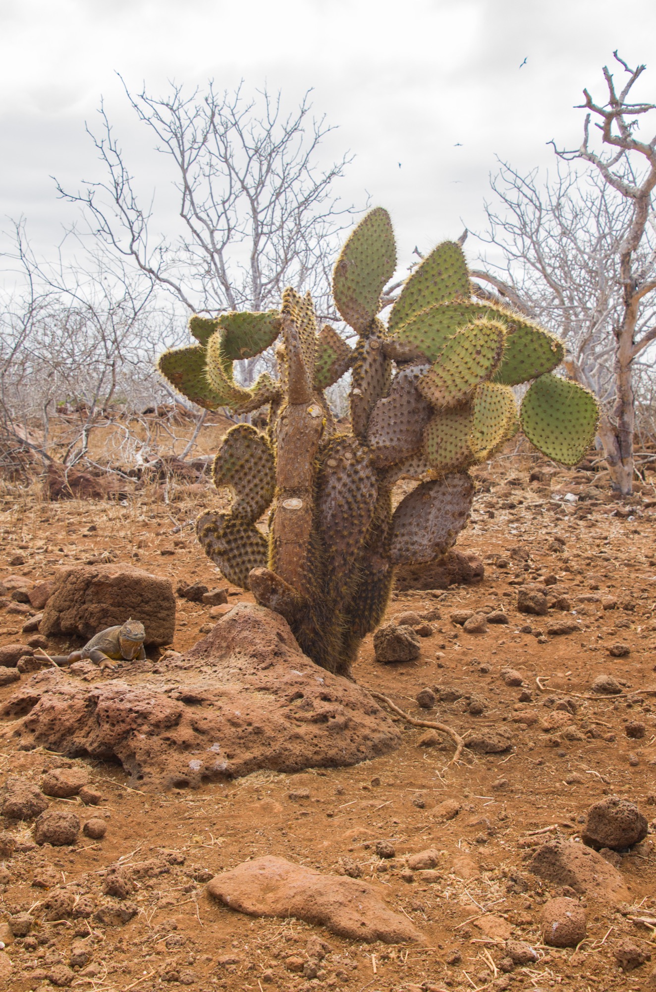 Cactus eaten by iguanas and local crabs