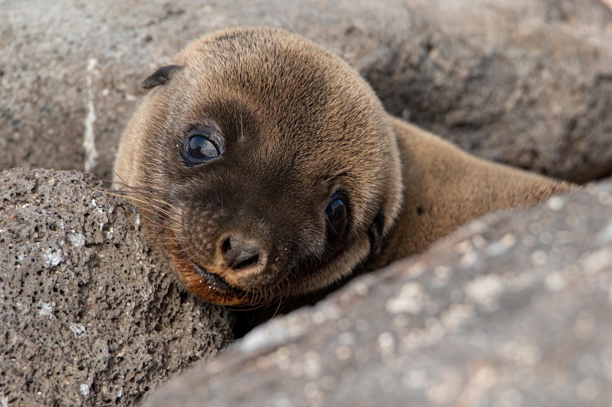 Galapagos Day 2: North Seymour Island