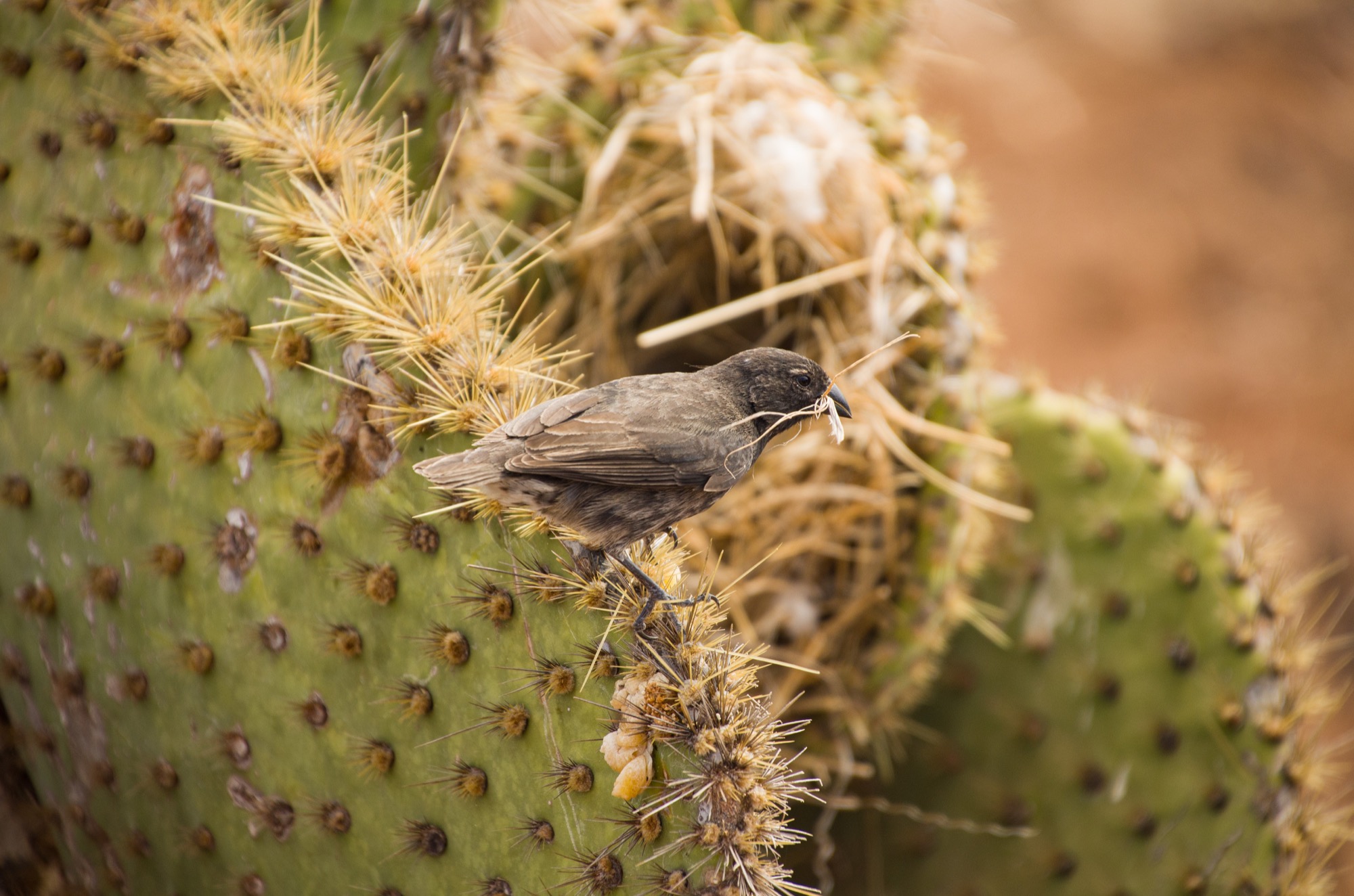 Galapagos Ground Finch grabbing materials for its nest. Also an excellent Pierre photo