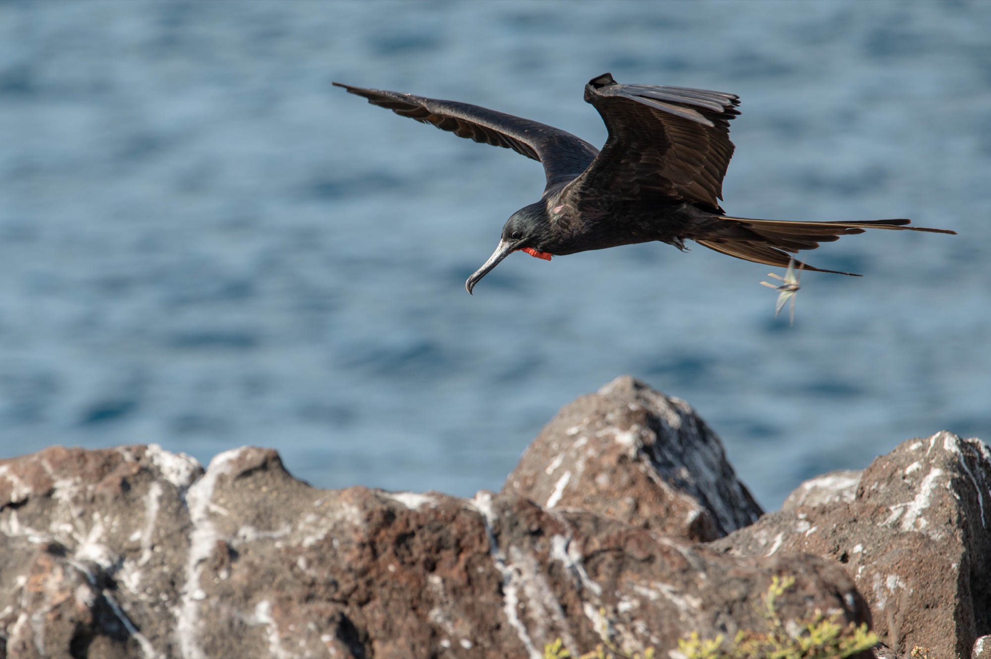 Frigate Birds including a male with his red pouch