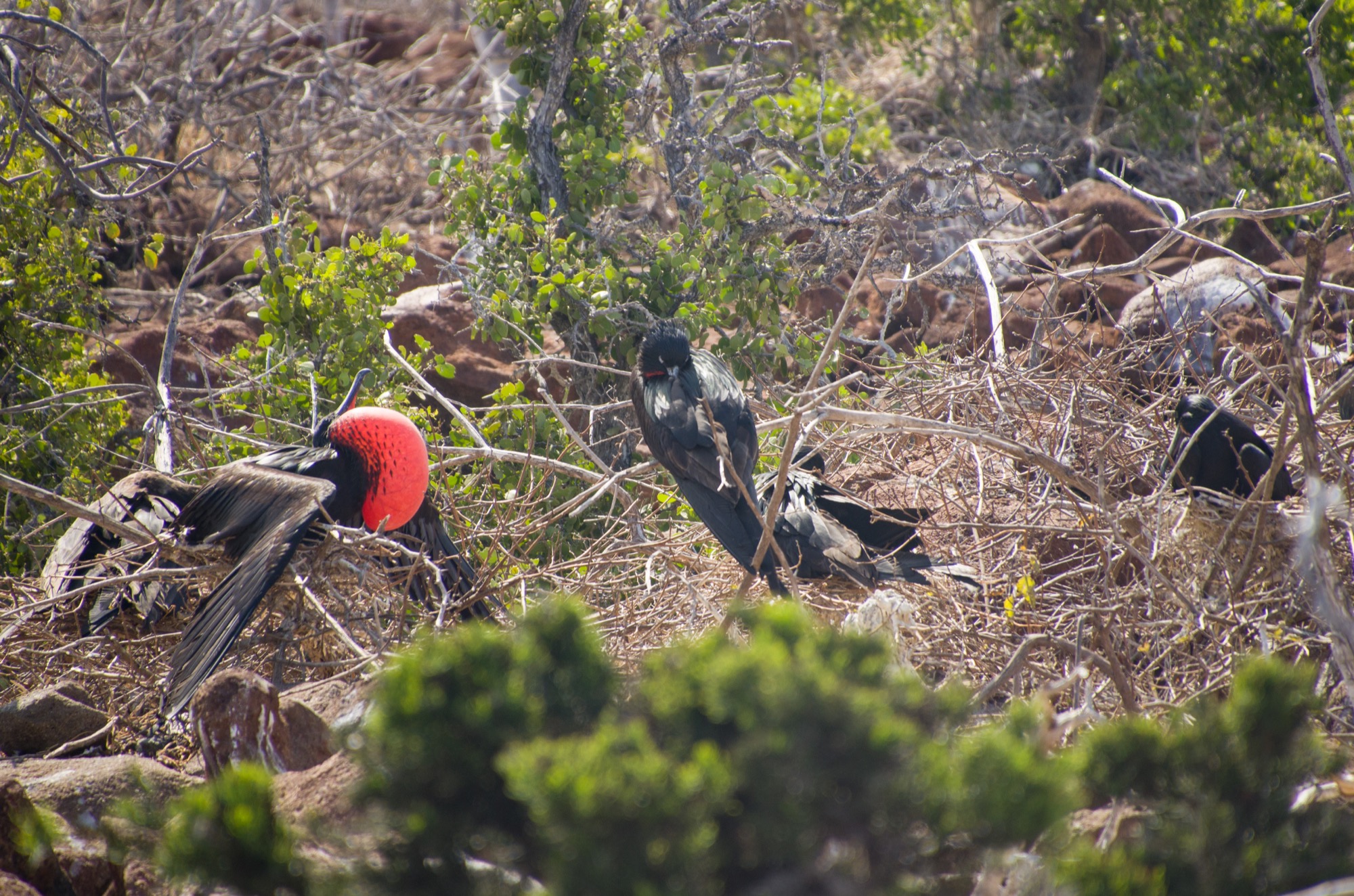 Frigate Birds including a male with his red pouch