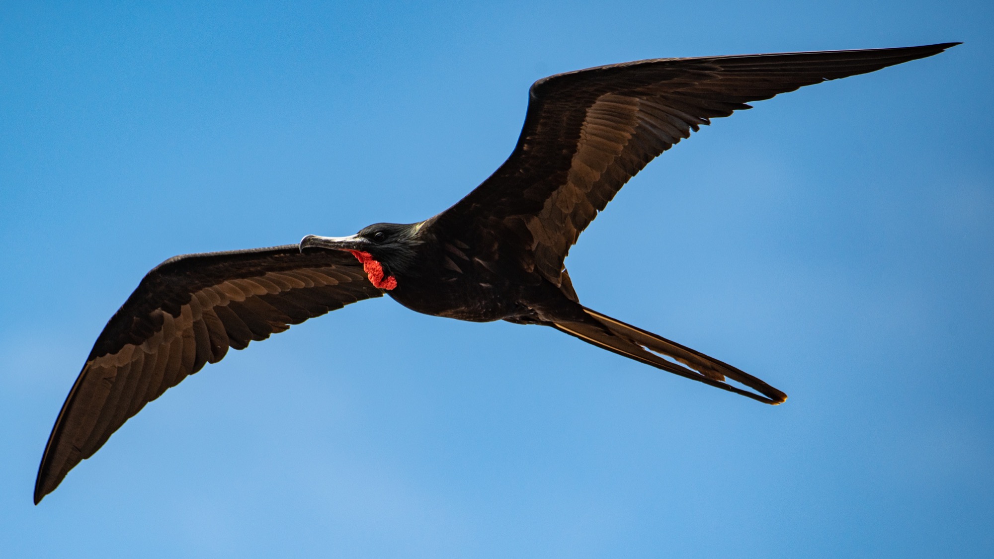 Flying male Frigate Bird