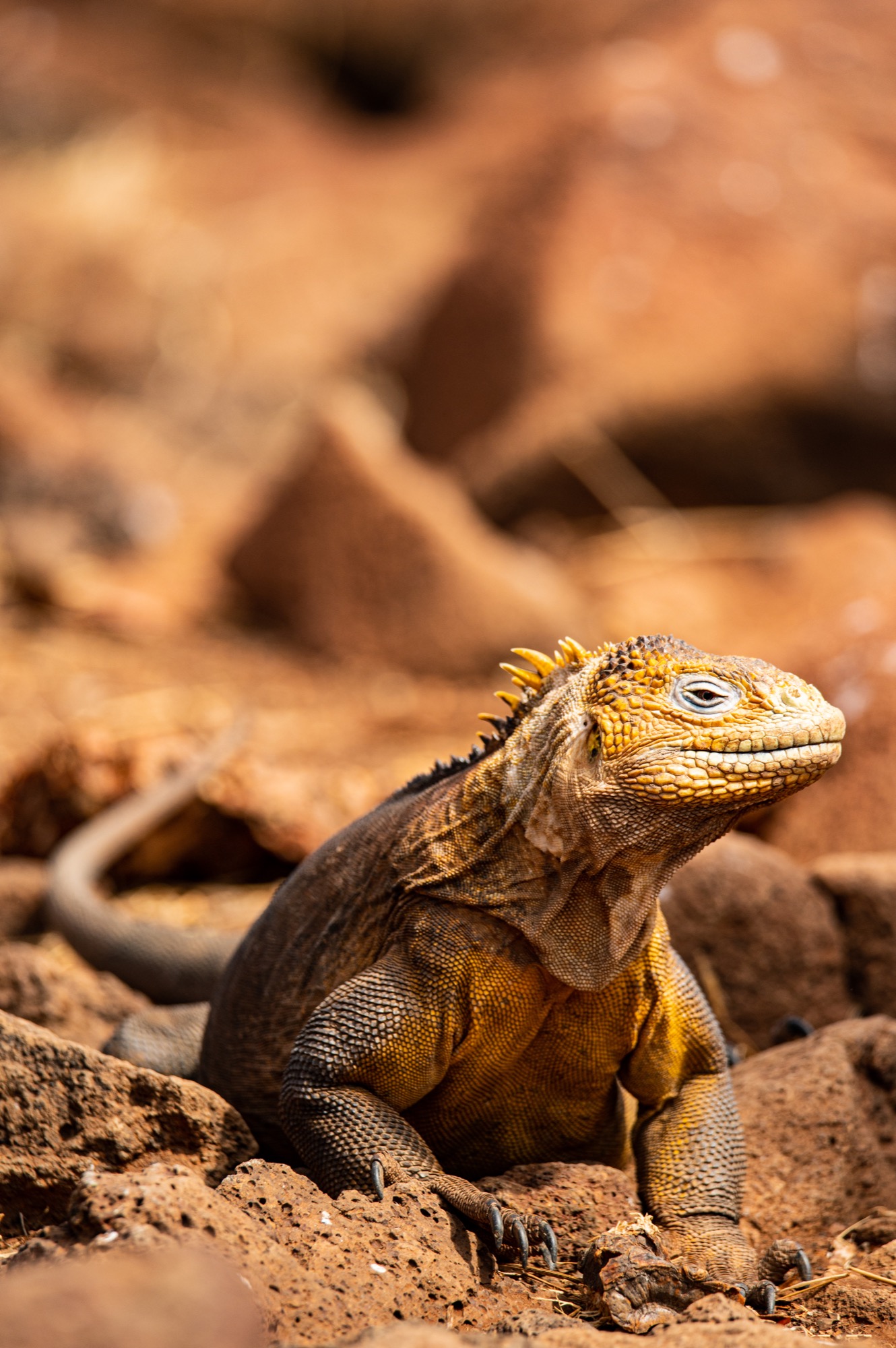 Land (left) and Marine (right) Iguanas