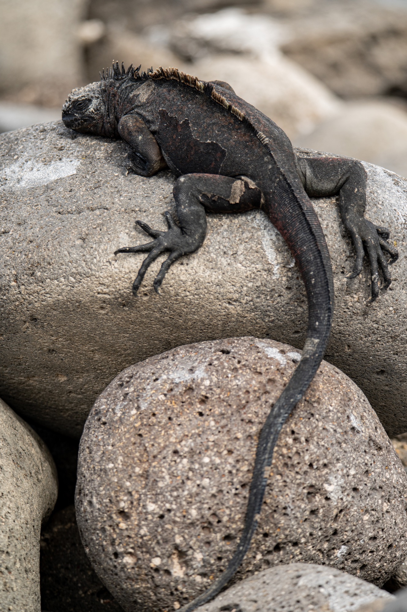 Land (left) and Marine (right) Iguanas