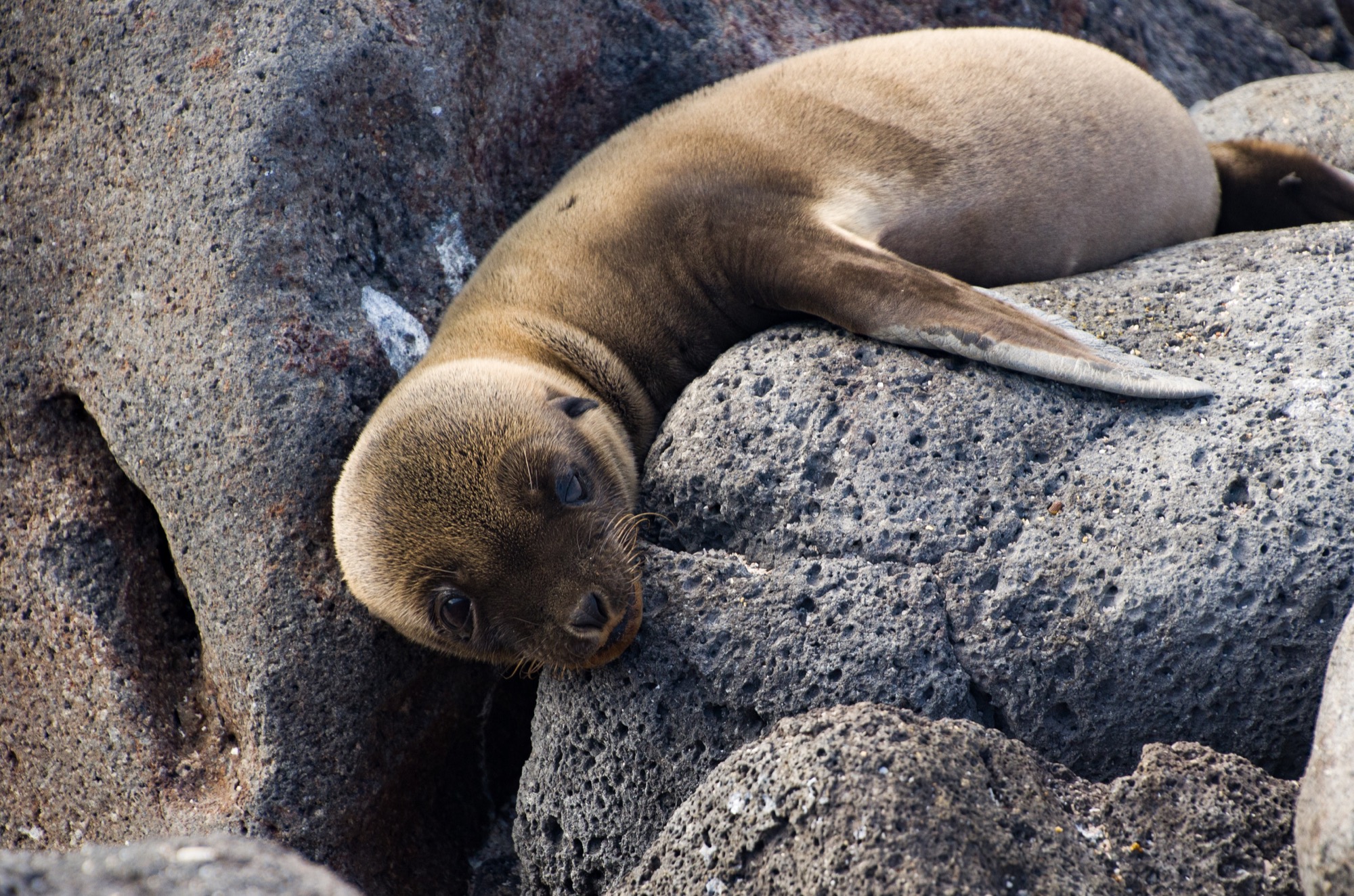 Baby fur seal exploring his surroundings