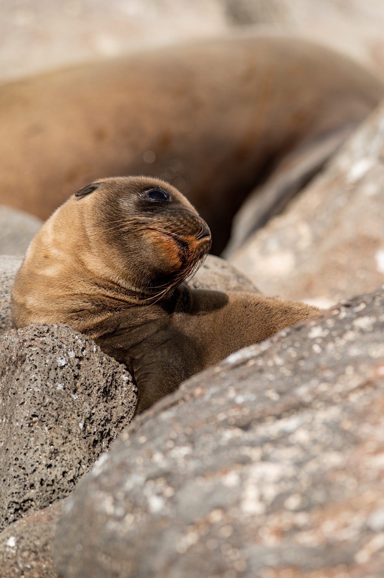 Baby fur seal in it's pack