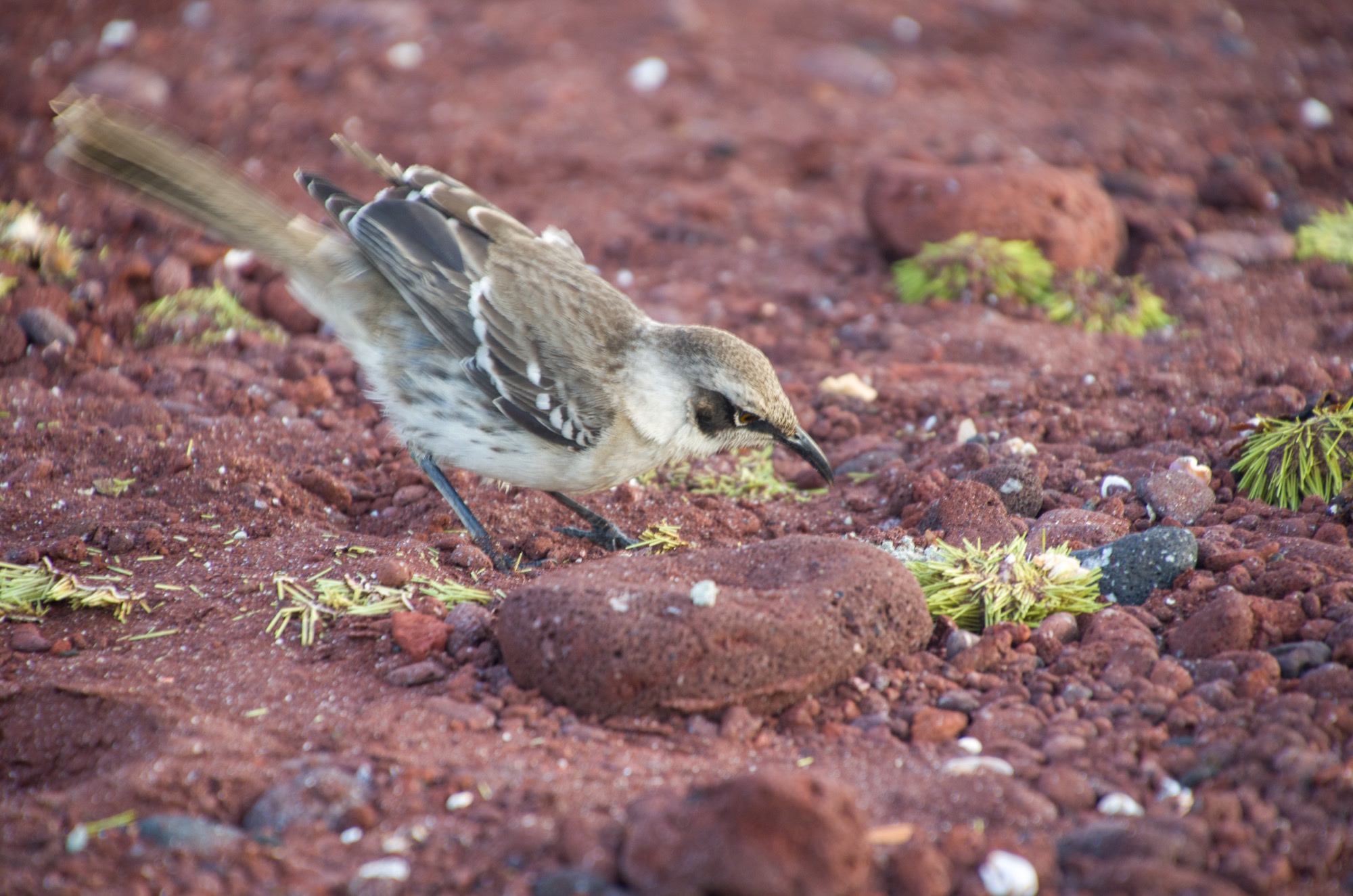 Dad got some great pics of the Galapagos Mockingbird