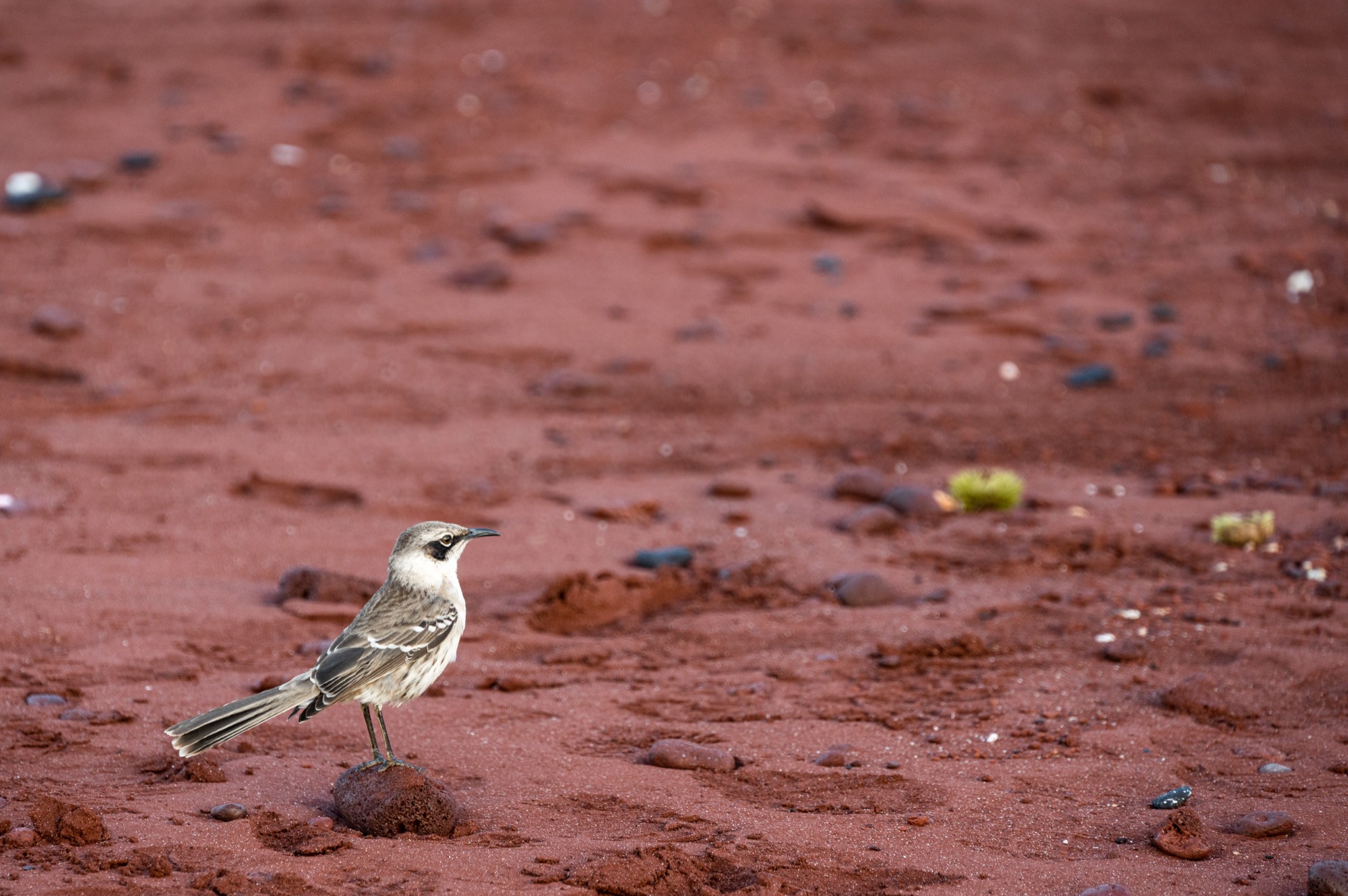 Dad got some great pics of the Galapagos Mockingbird