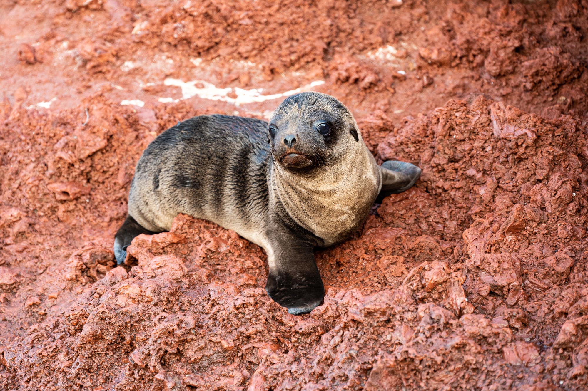 Another baby sea lion - Neil swam with him earlier in the day