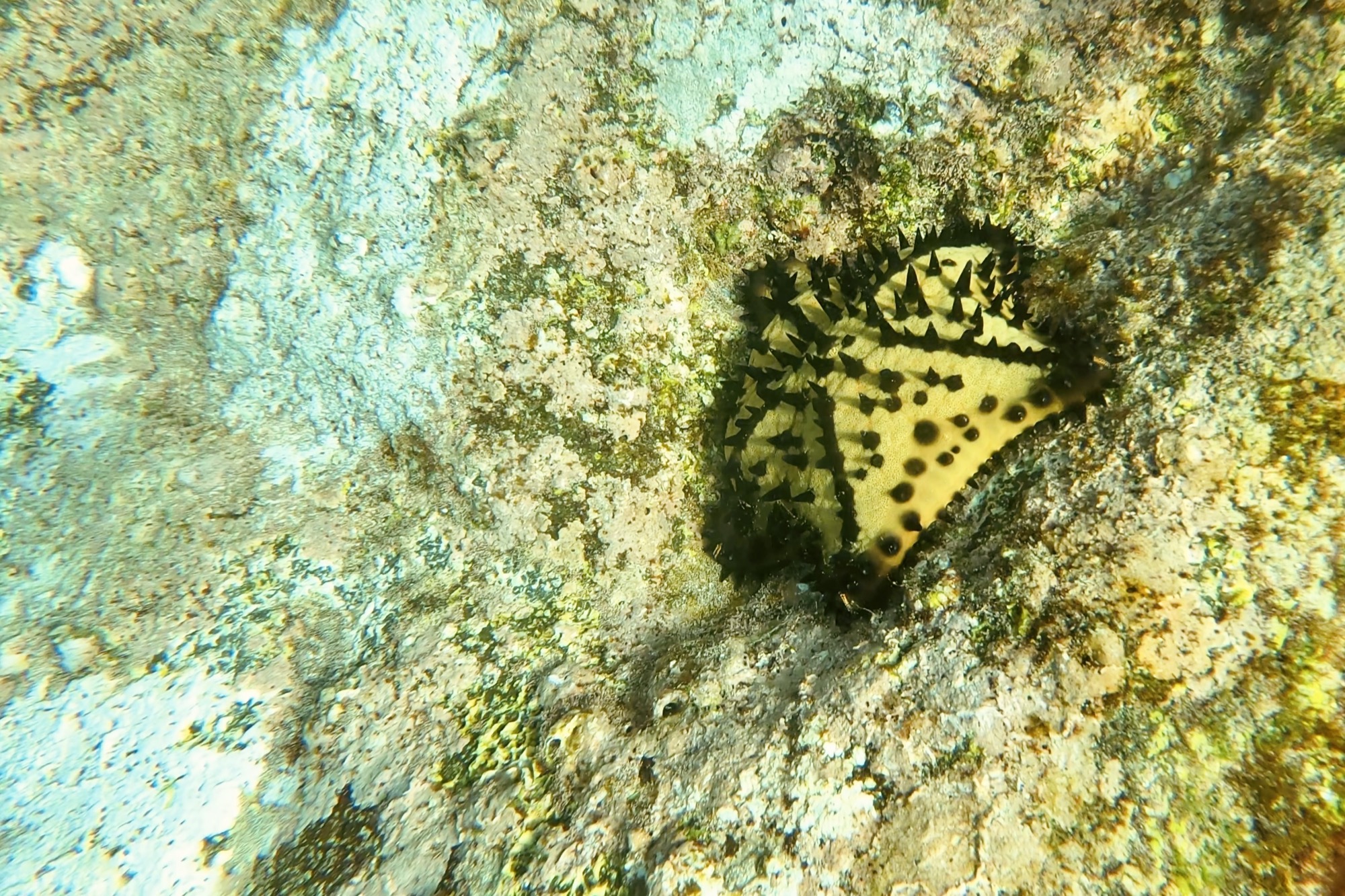 Two sea stars on the ocean floor