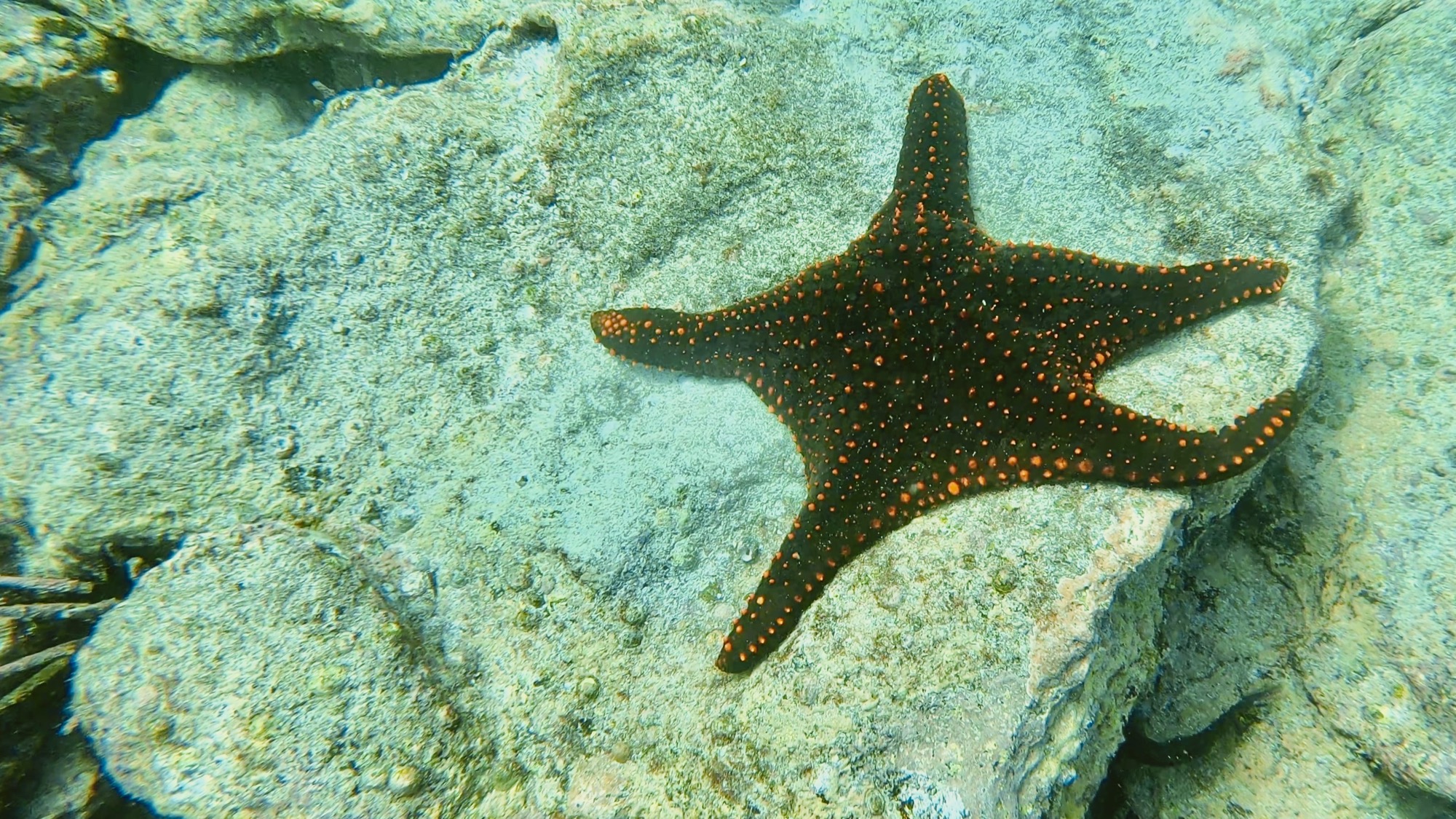 Two sea stars on the ocean floor