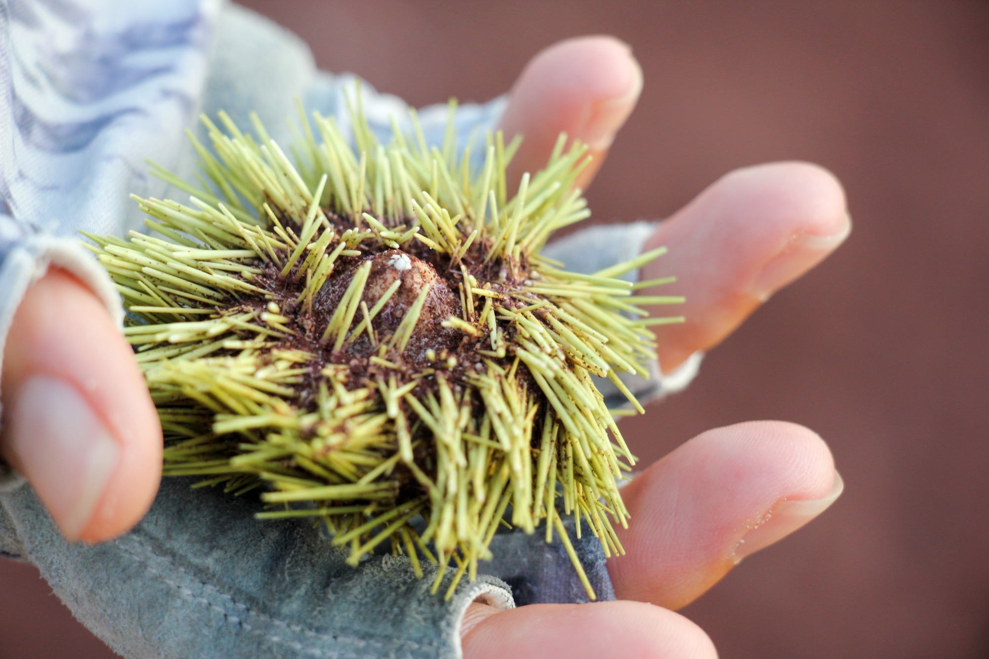 The mouth of a sea urchin