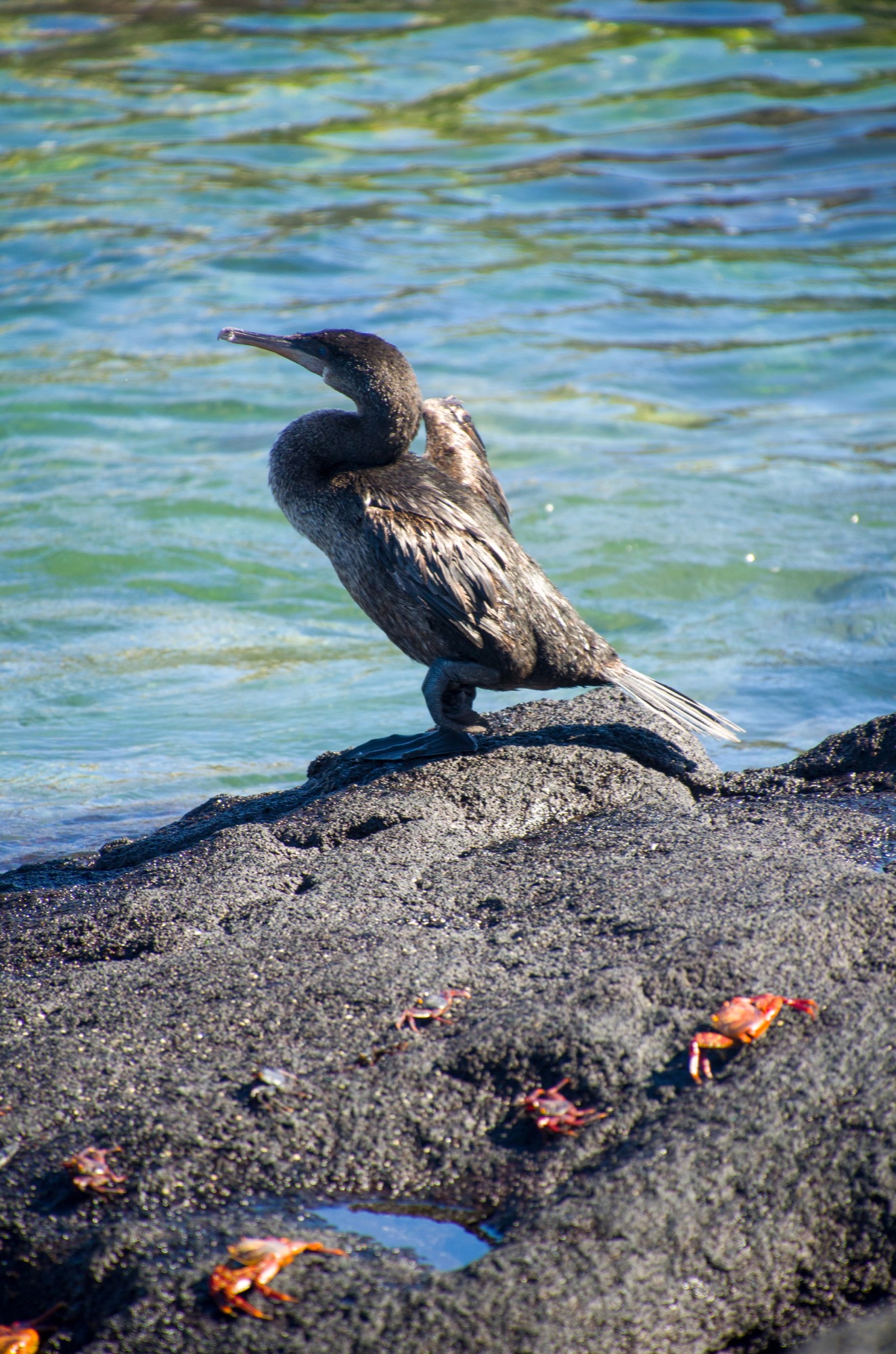 A Galapagos flightless cormorant