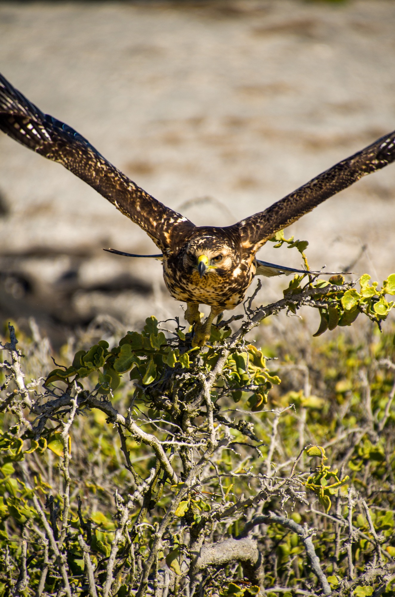 Hawk on the beach