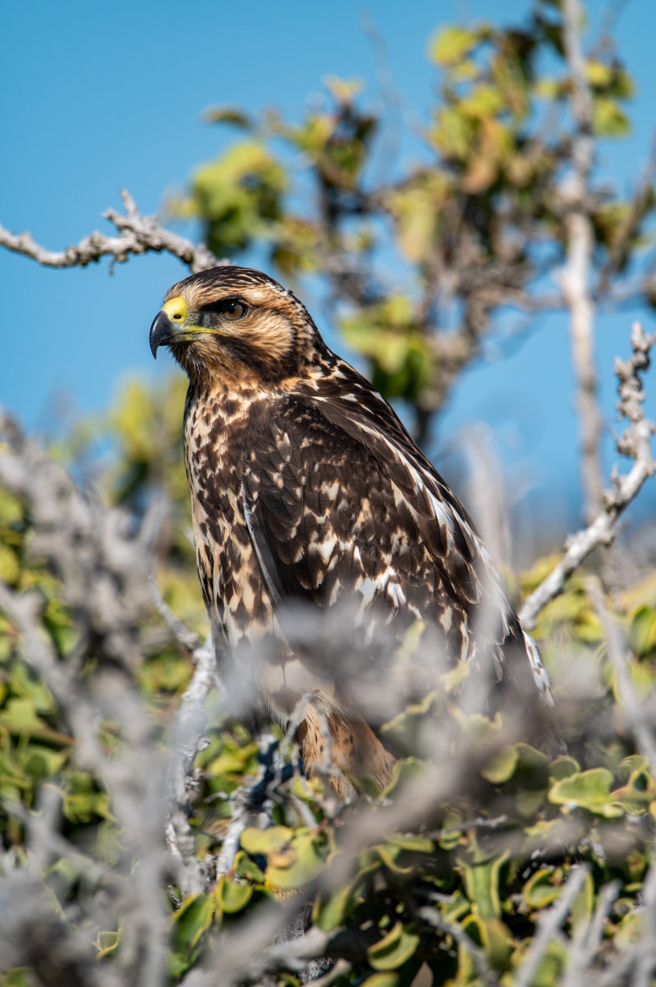 Hawk on the beach