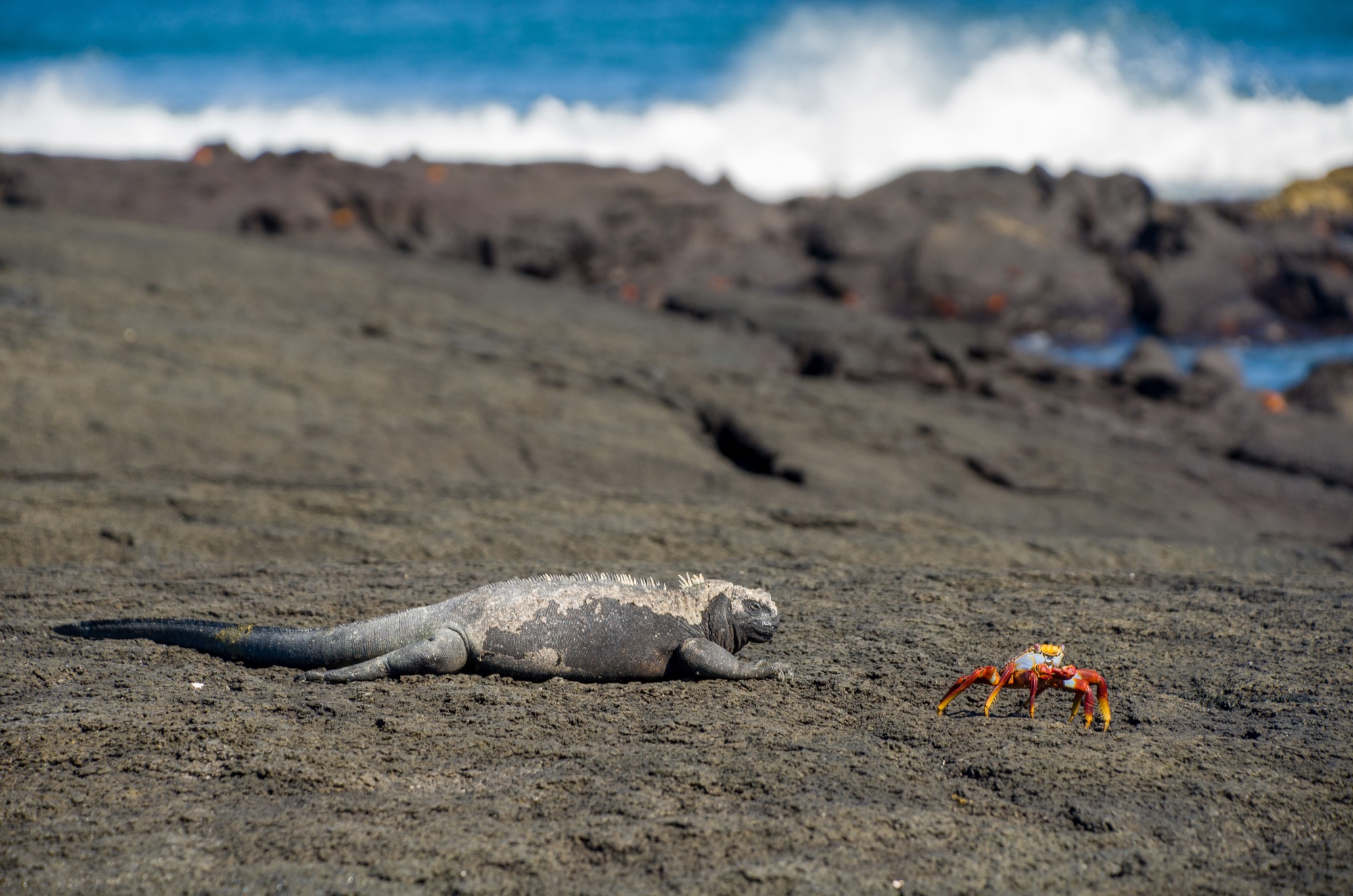 Marine iguanas hanging with the crabs