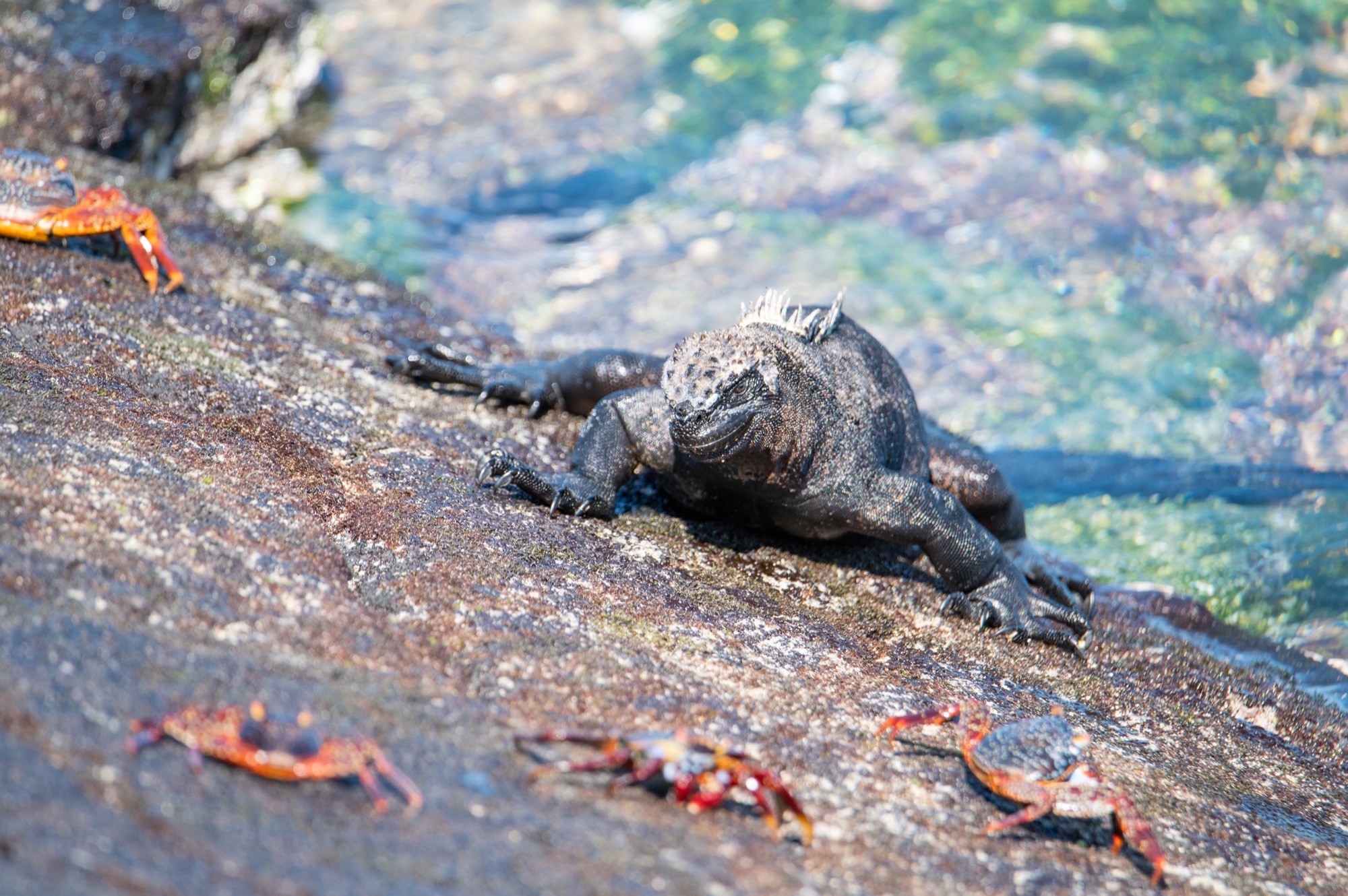 Marine iguanas hanging with the crabs