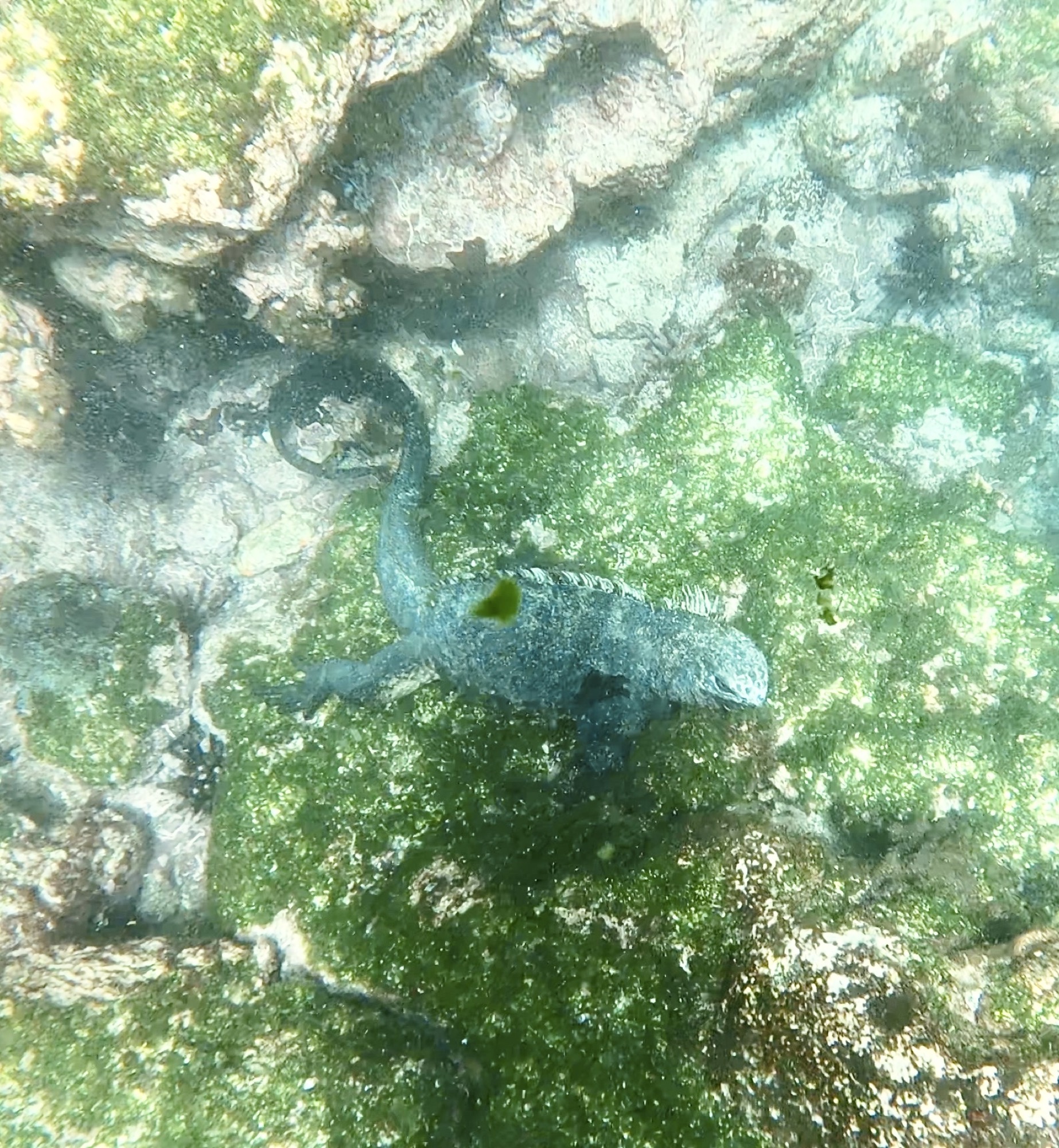 Marine iguana eating algae underwater