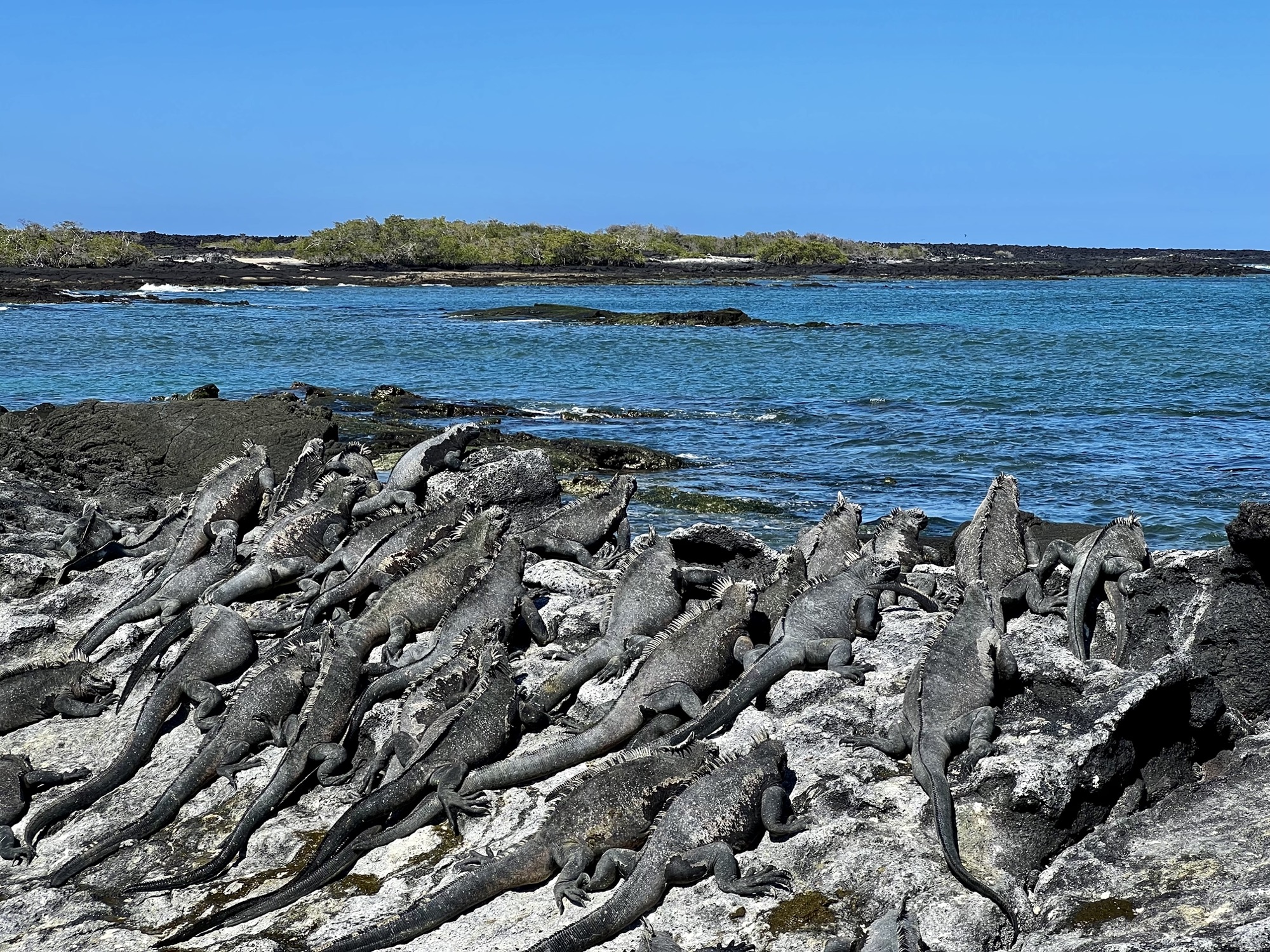 Colony of marine iguanas