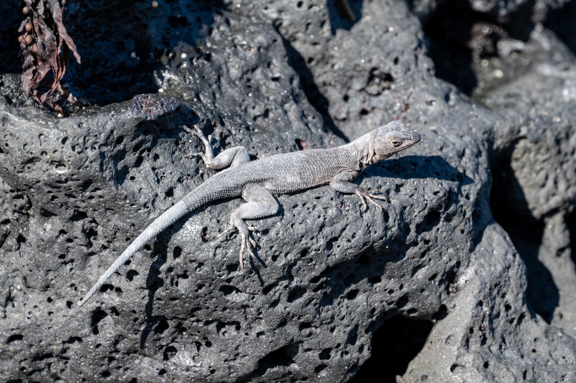 Colony of marine iguanas