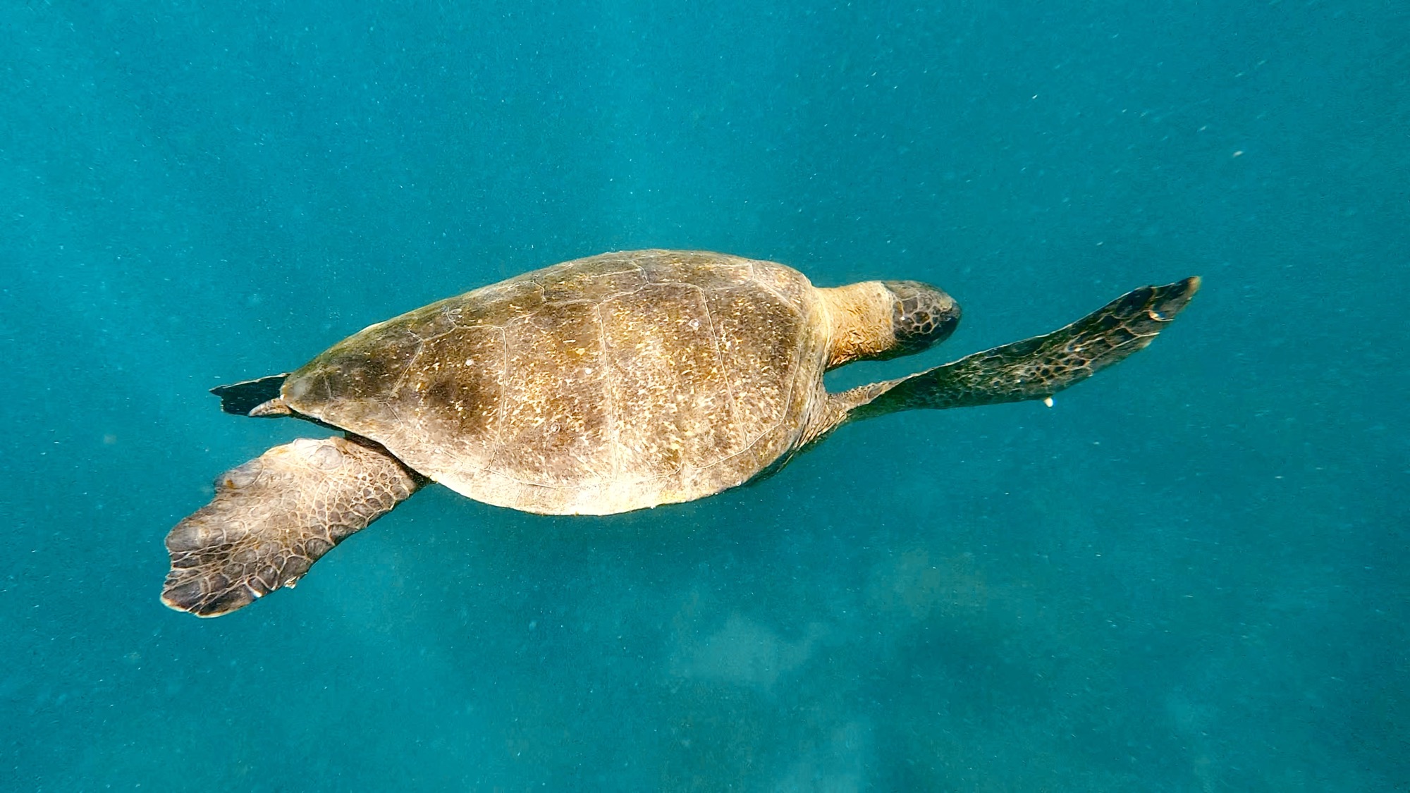 Swimming with sea turtles