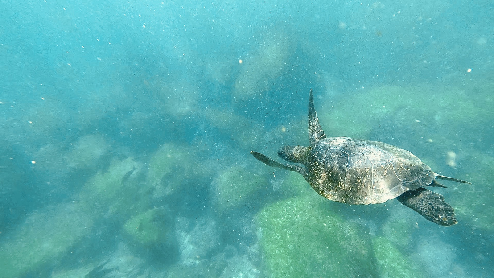 Galapagos Day 3: Fernandina Island and the Equator