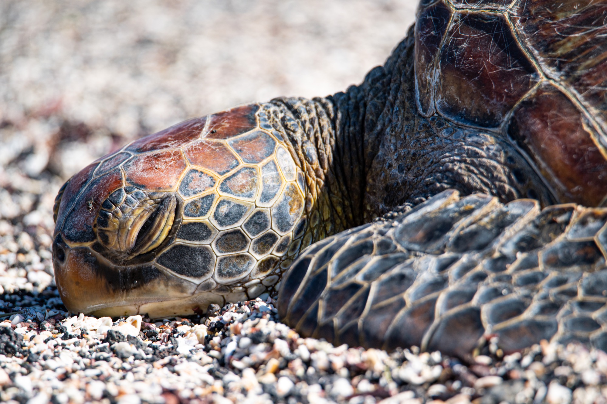 Sea turtle sunbathing