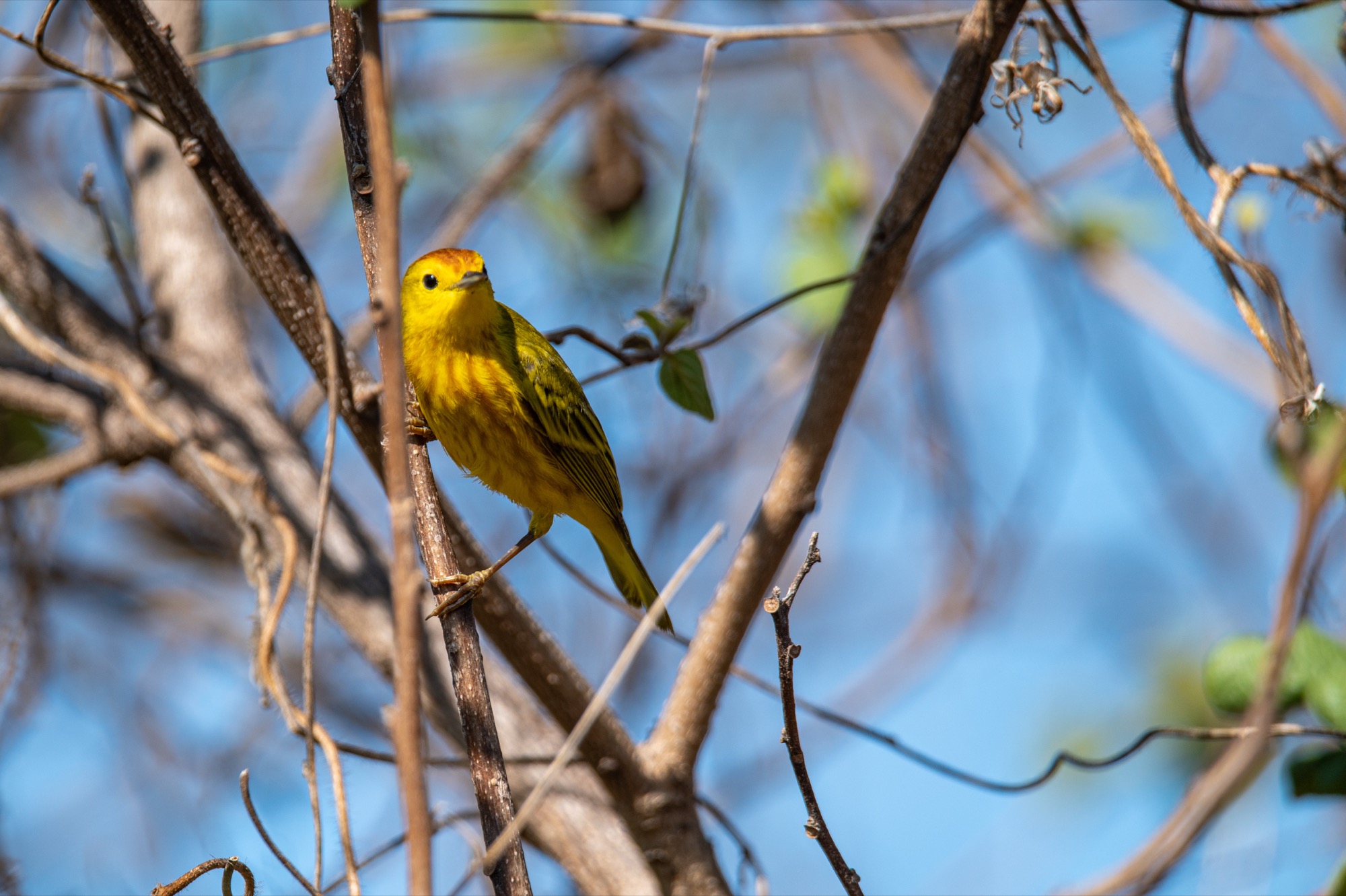 Various finches on Isabela Island