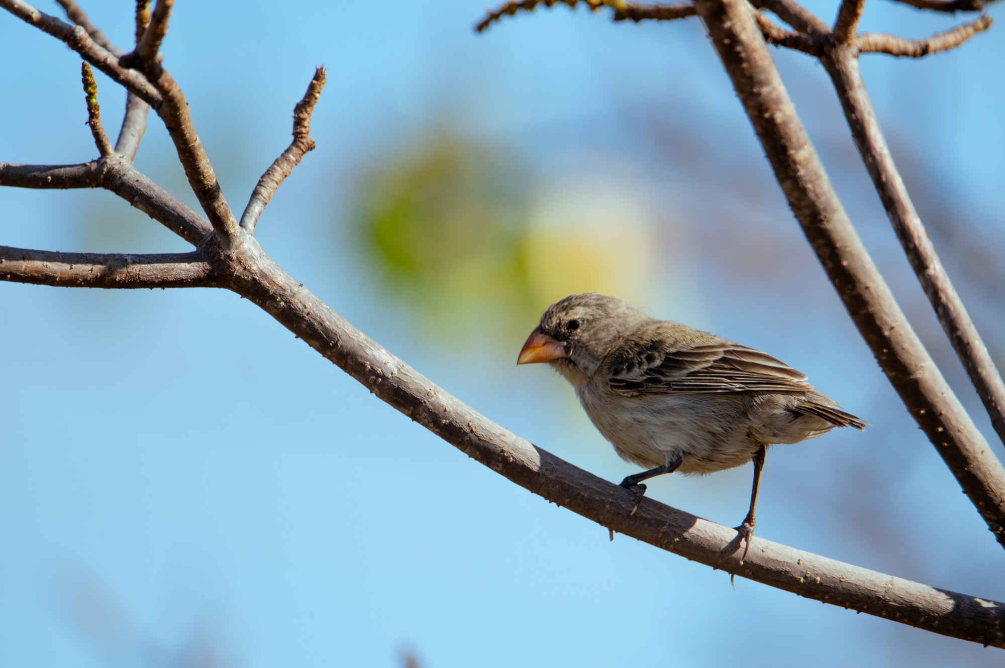 Various finches on Isabela Island