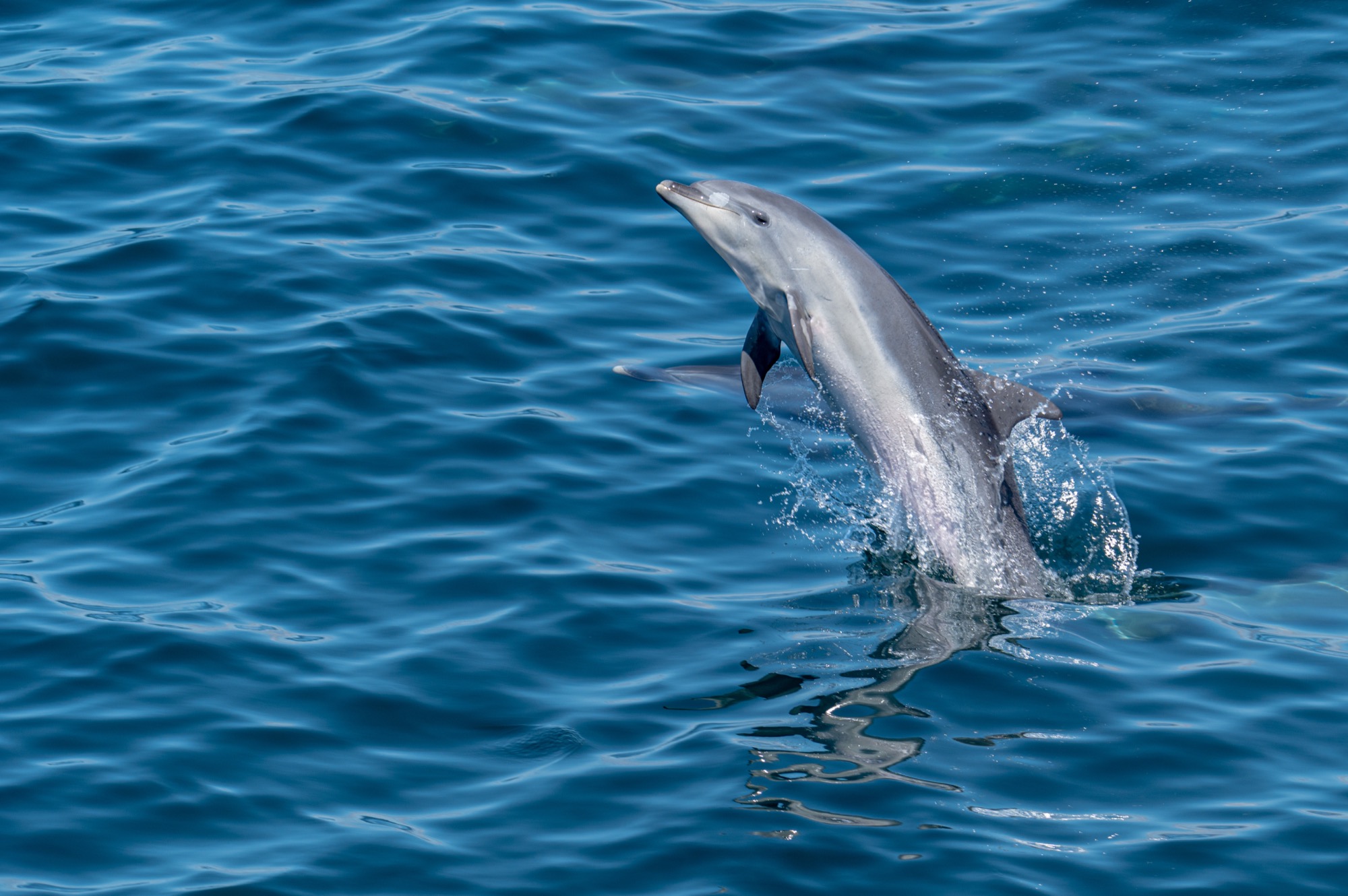 Galapagos Day 4: Isabela Island