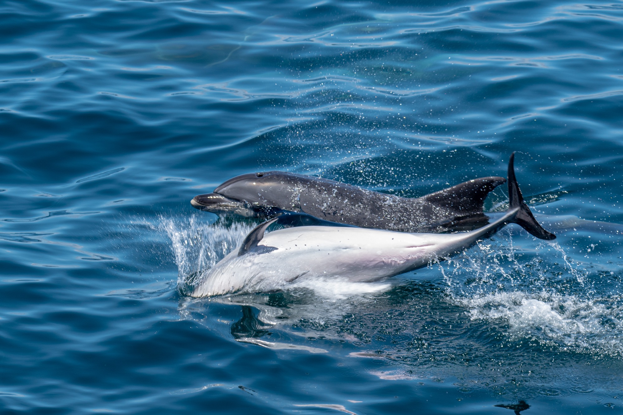 Surprise bottlenose dolphins off the bow as we navigated