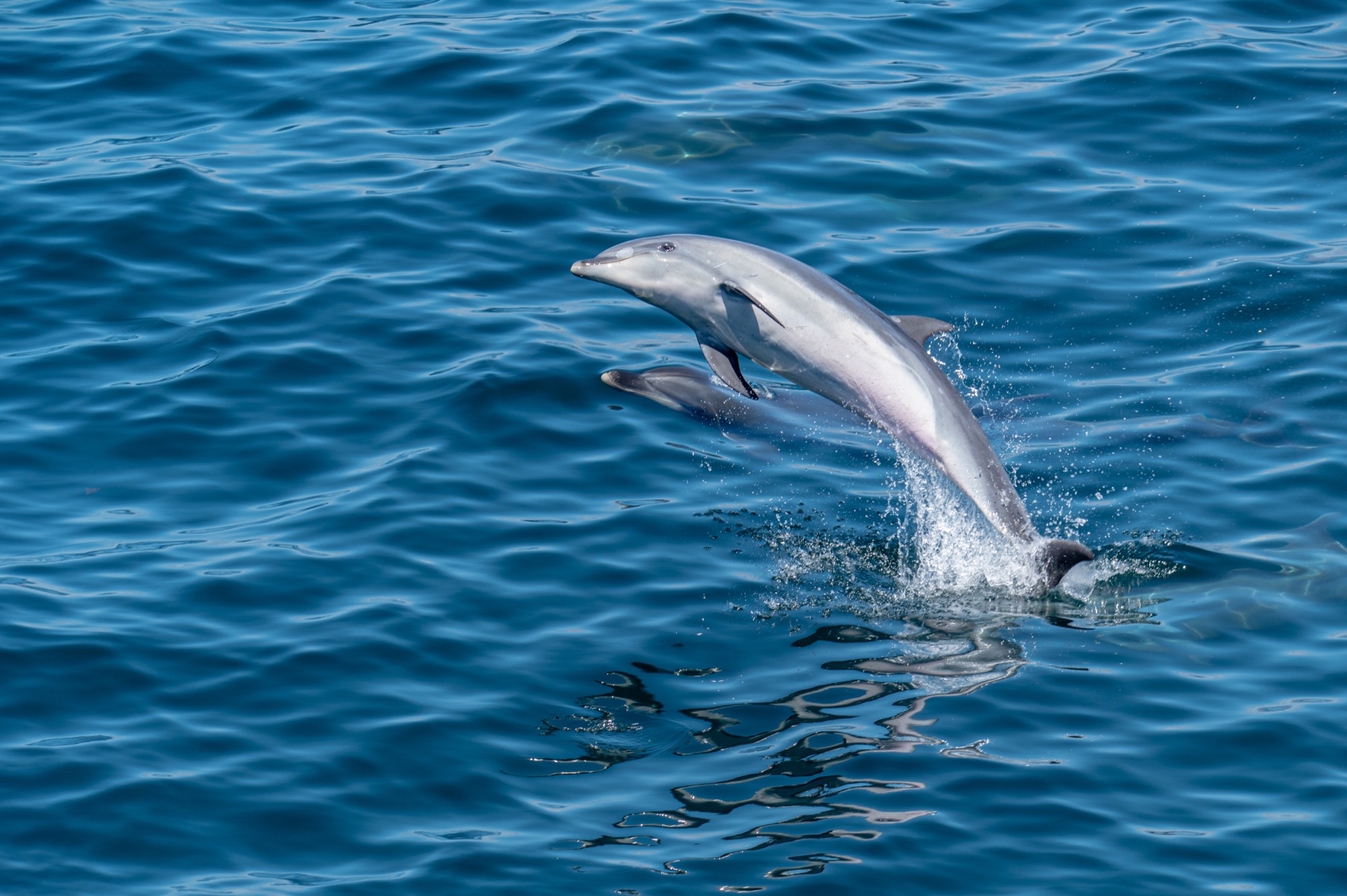 Surprise bottlenose dolphins off the bow as we navigated