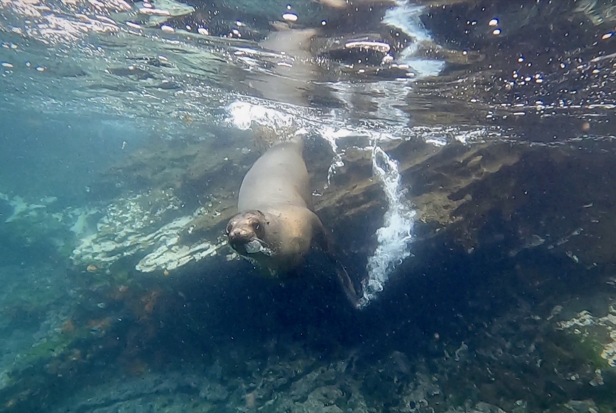 Sea lion and starfish