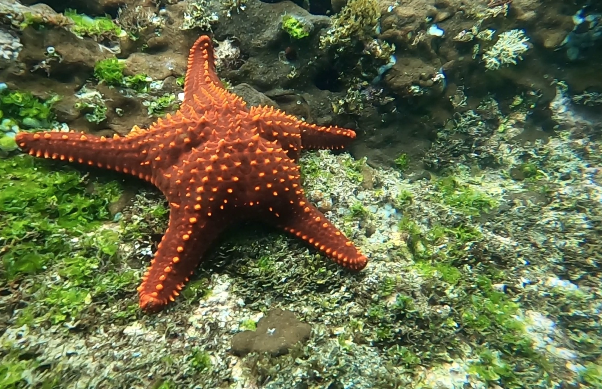 Sea lion and starfish