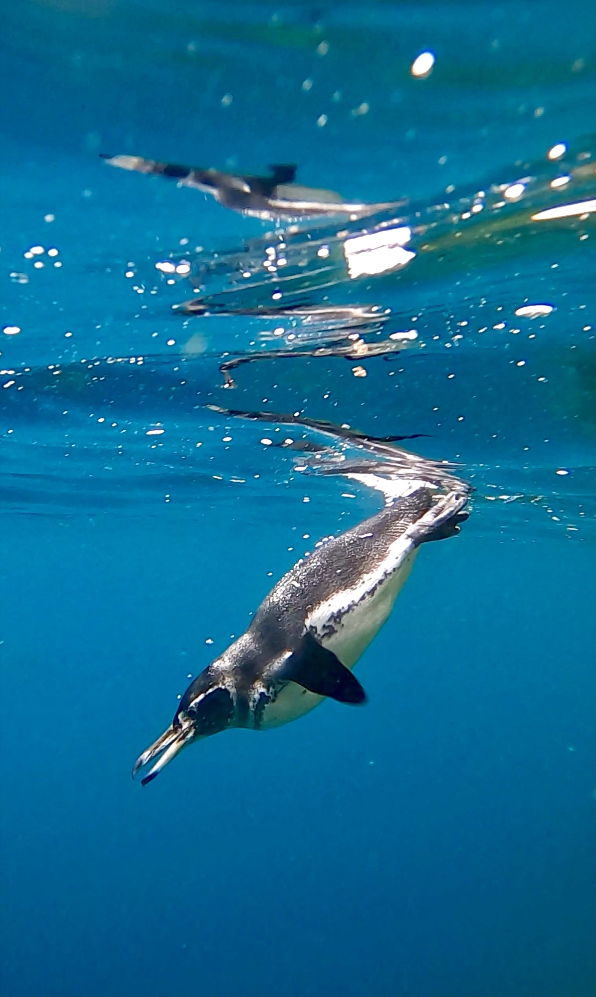 Galapagos Penguin!