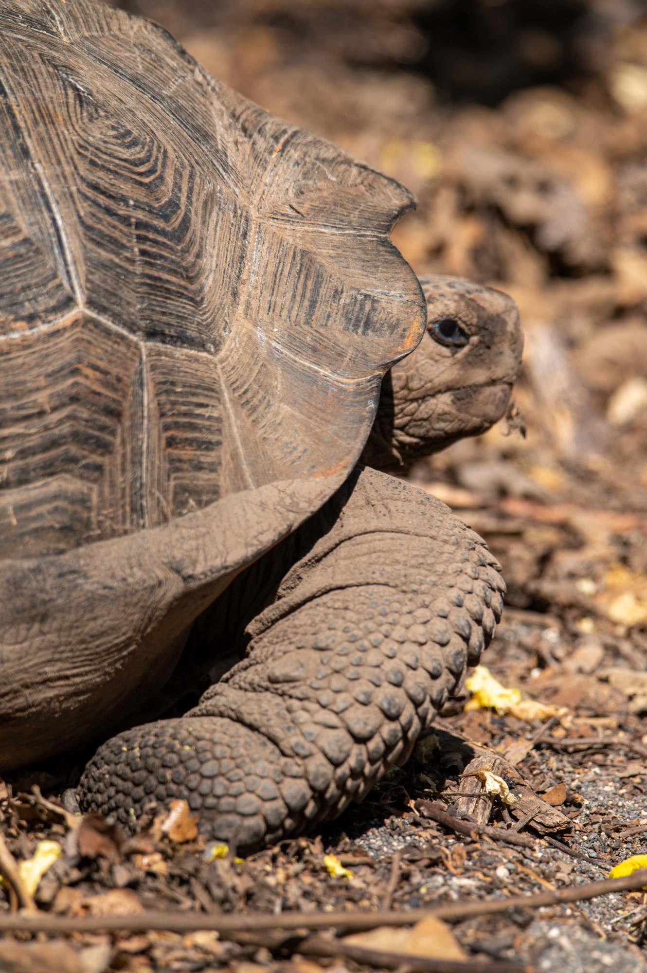 Giant tortoise on the island