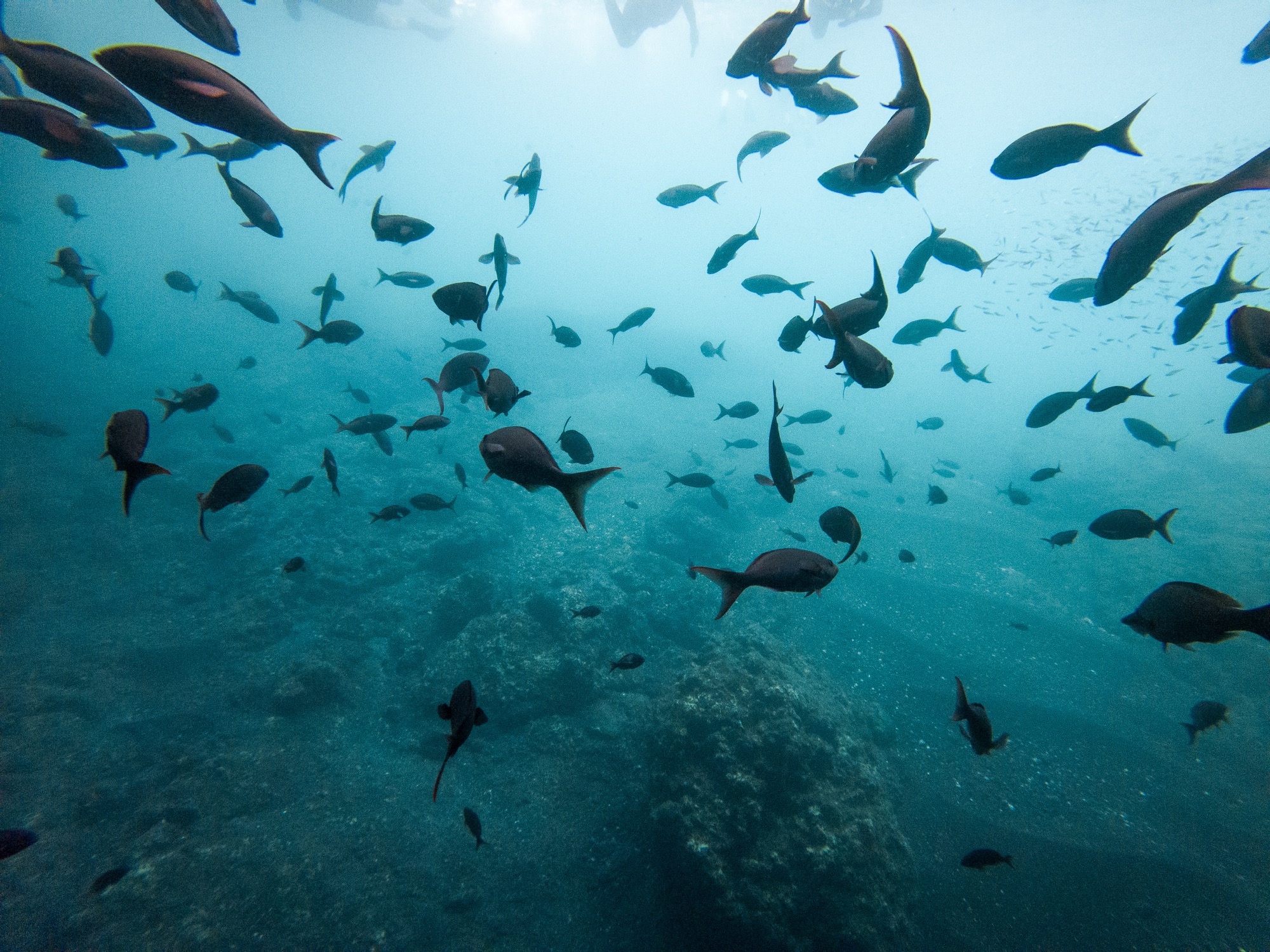 Galapagos Day 5: Santiago Island