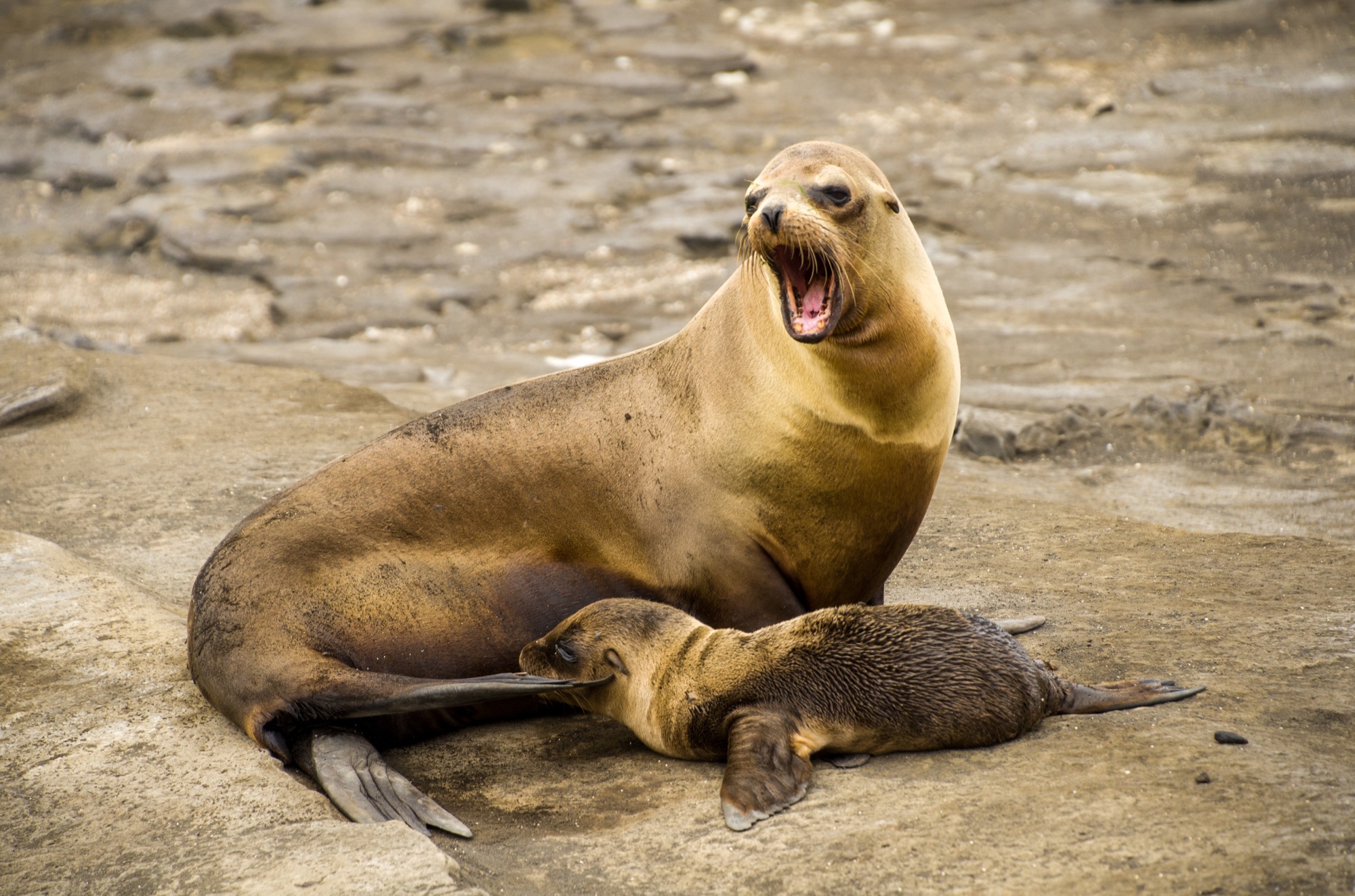 Nursing sea lions