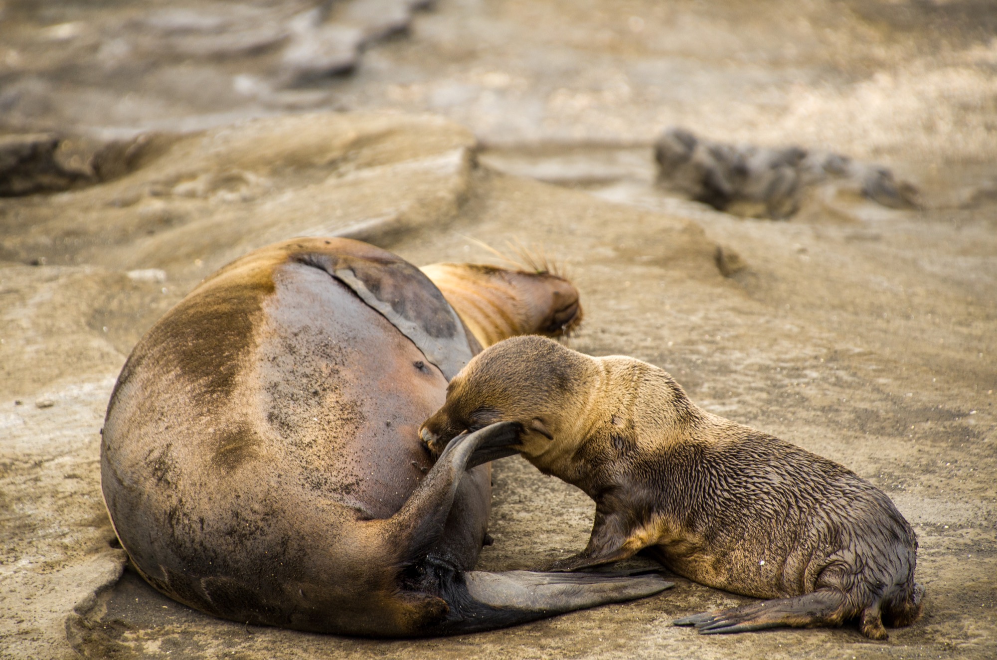 Nursing sea lions