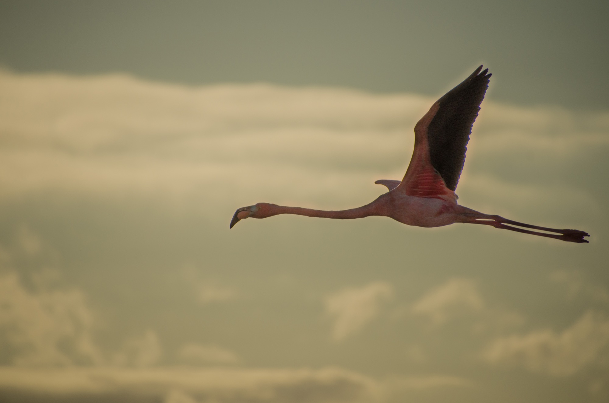 A rare sighting of a flying flamingo at sunset