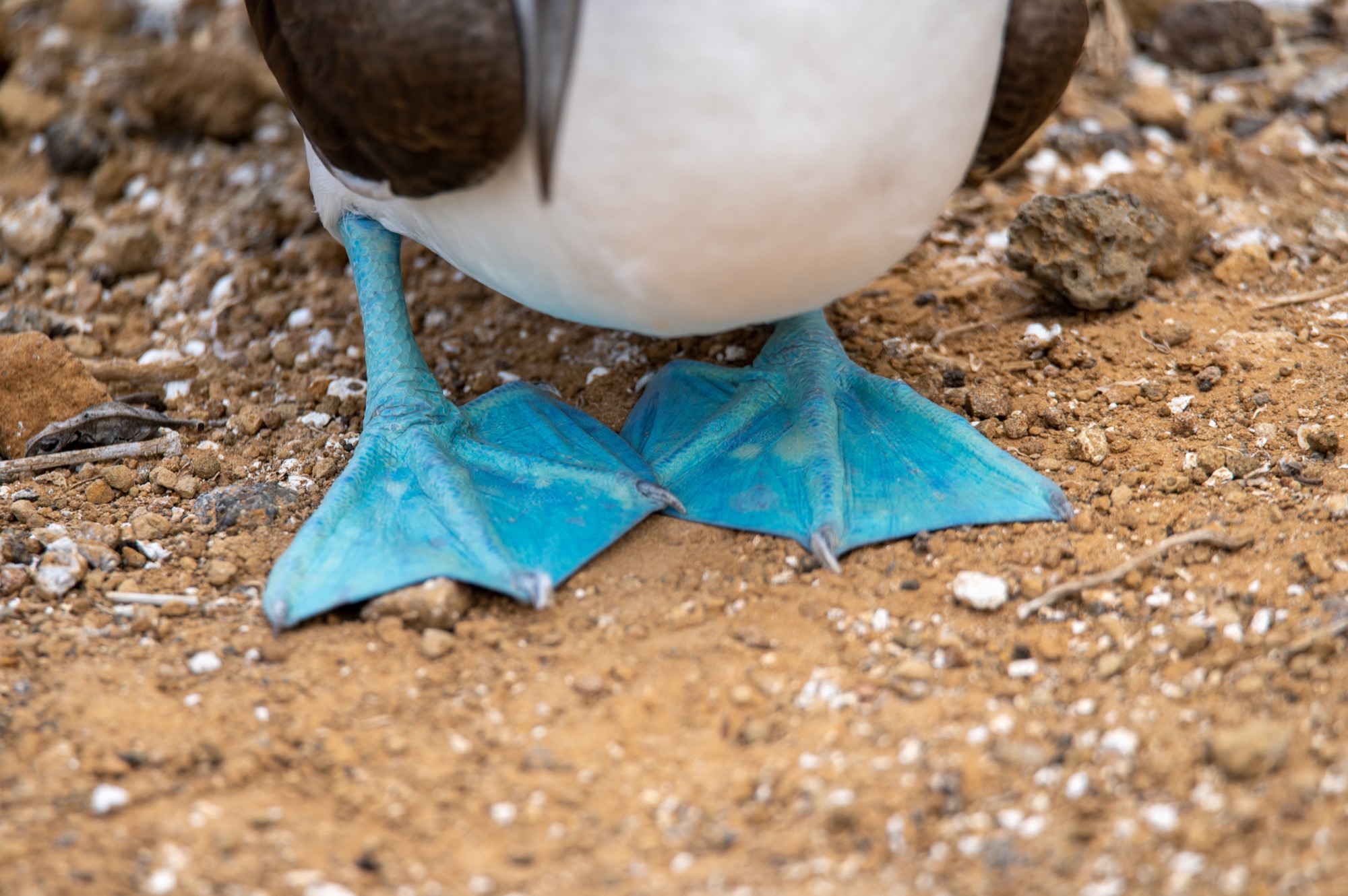 Galapagos Day 7: San Cristobal