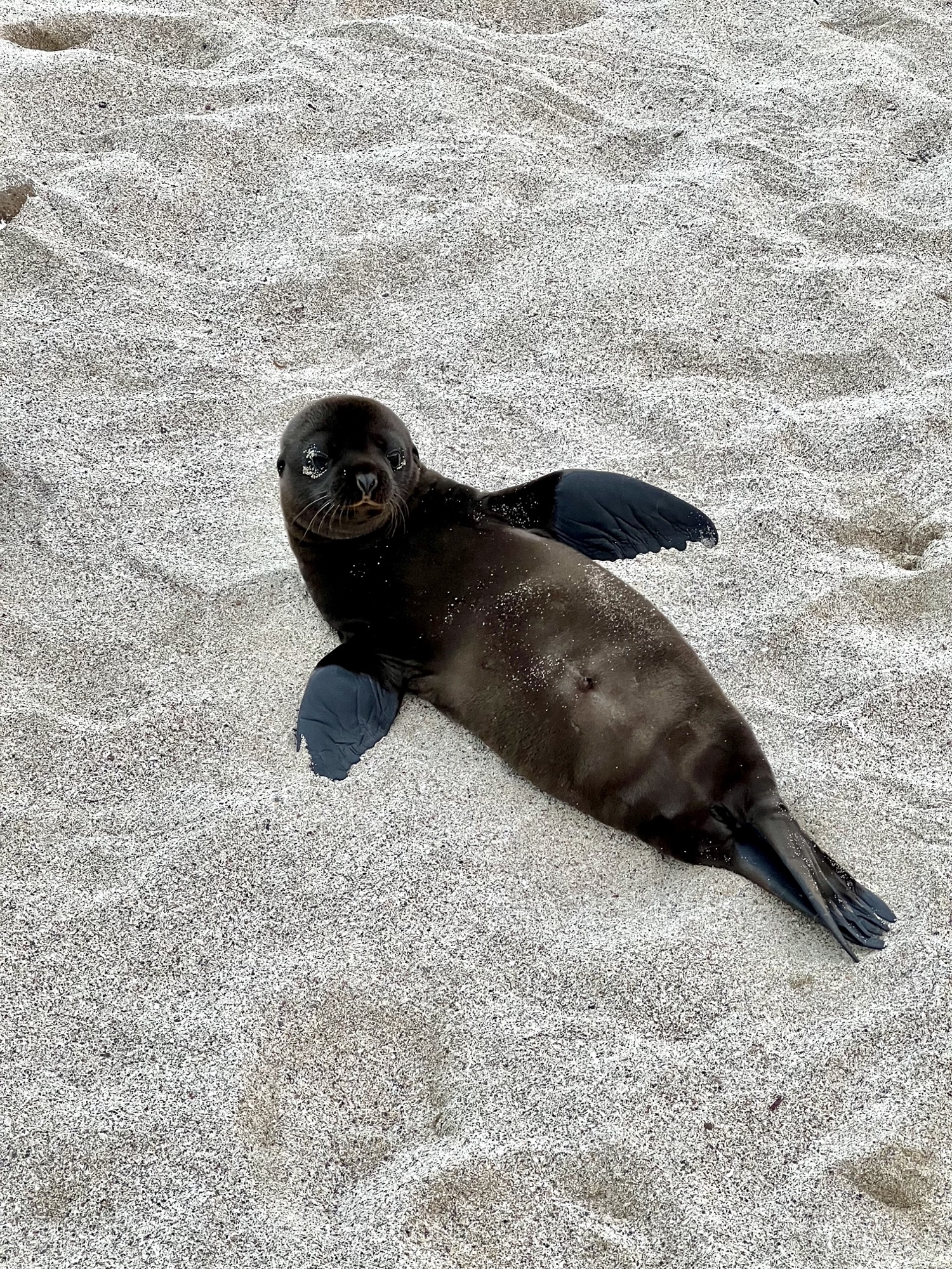 Sea Lion pup on the beach