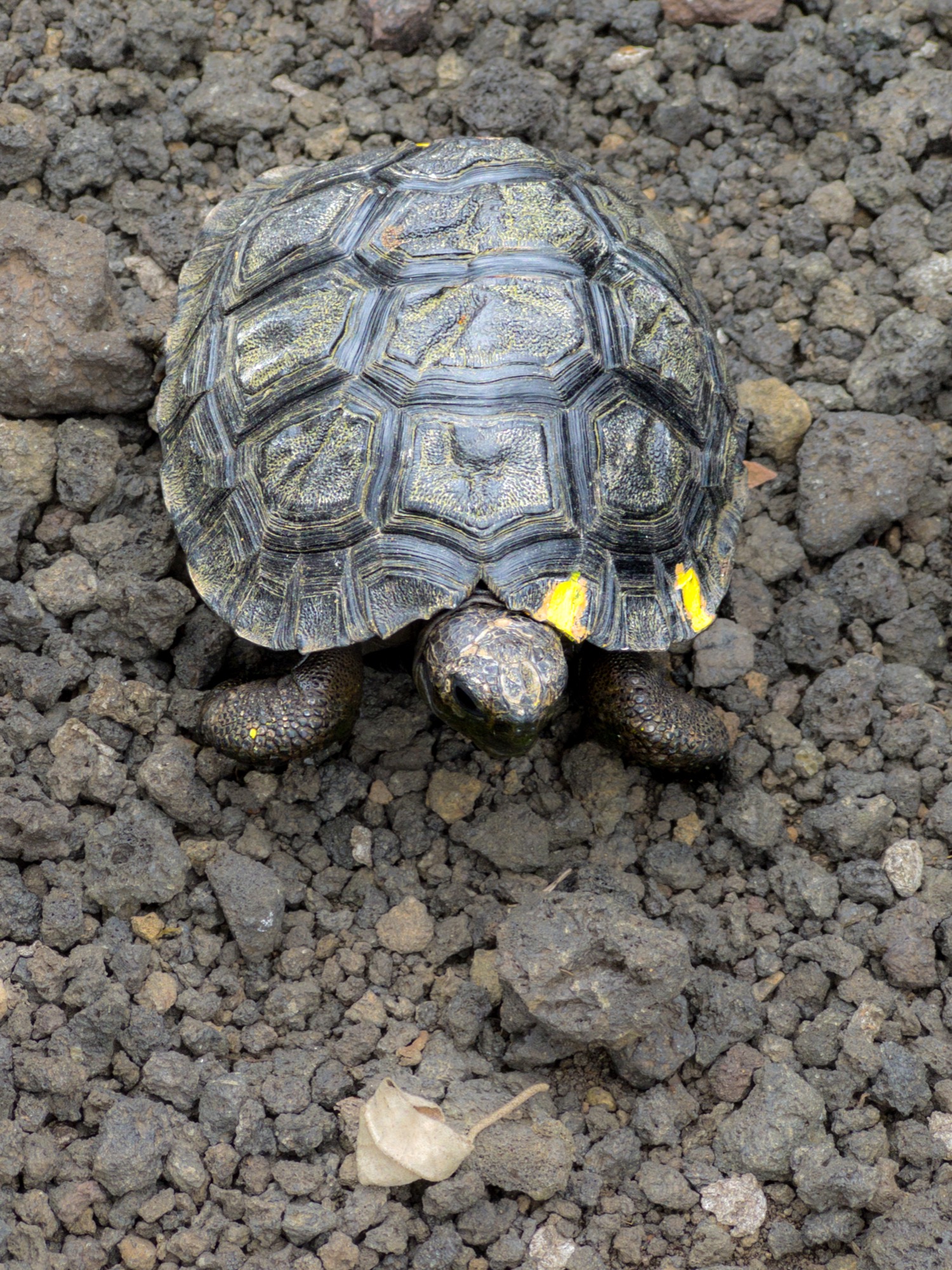 Baby giant tortoise growing up