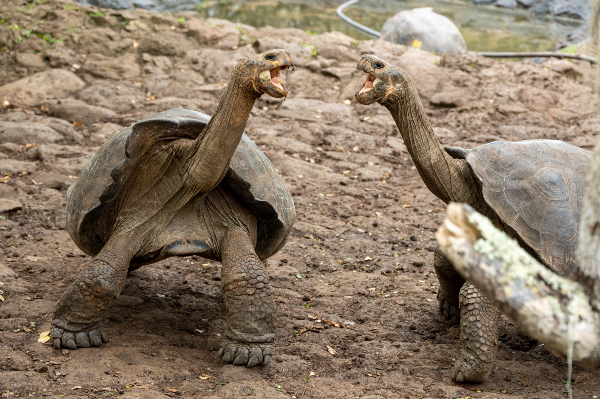 Galapagos Day 8: Tortoises and heading back