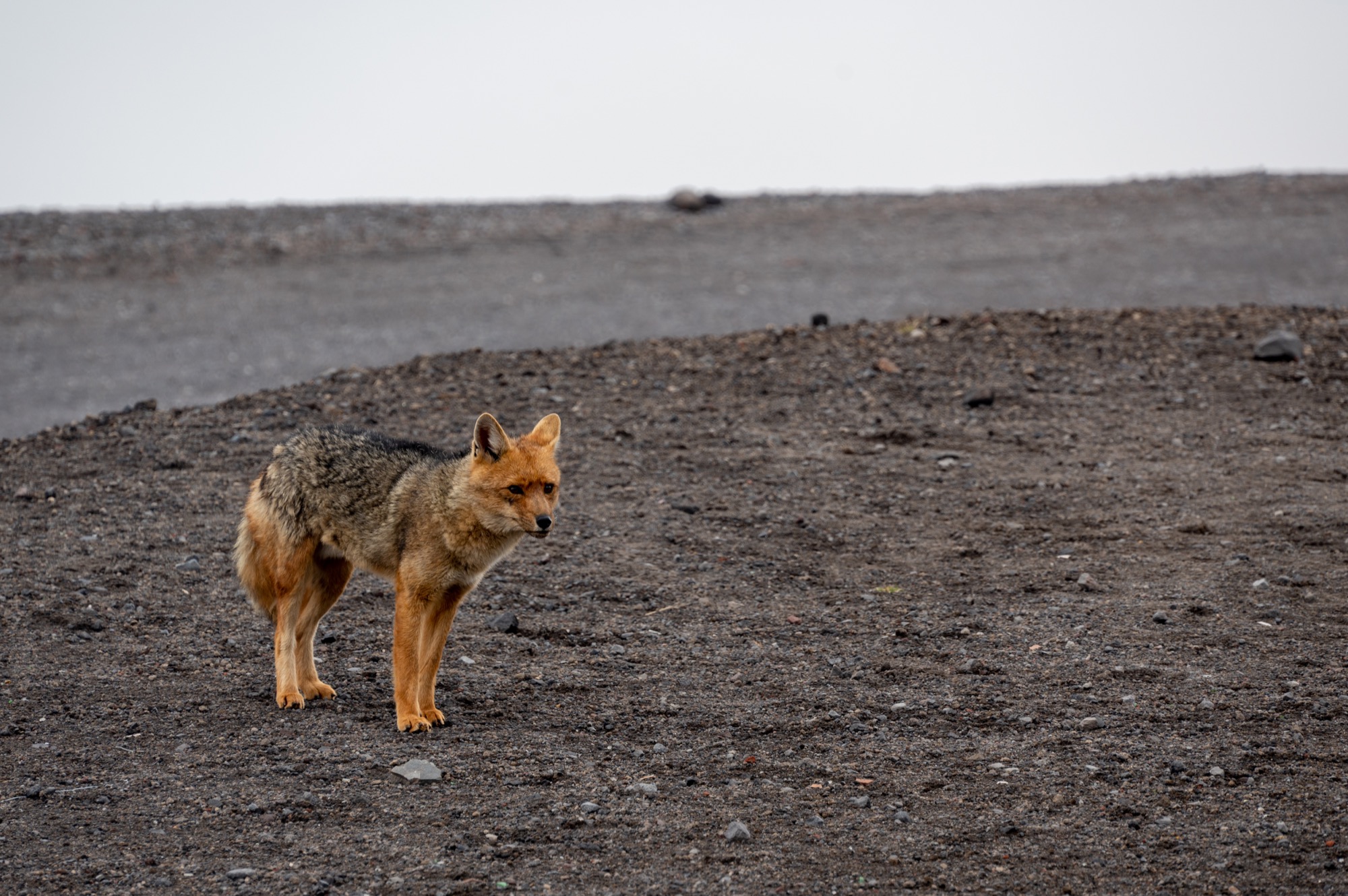 Andean fox in Cotopaxi