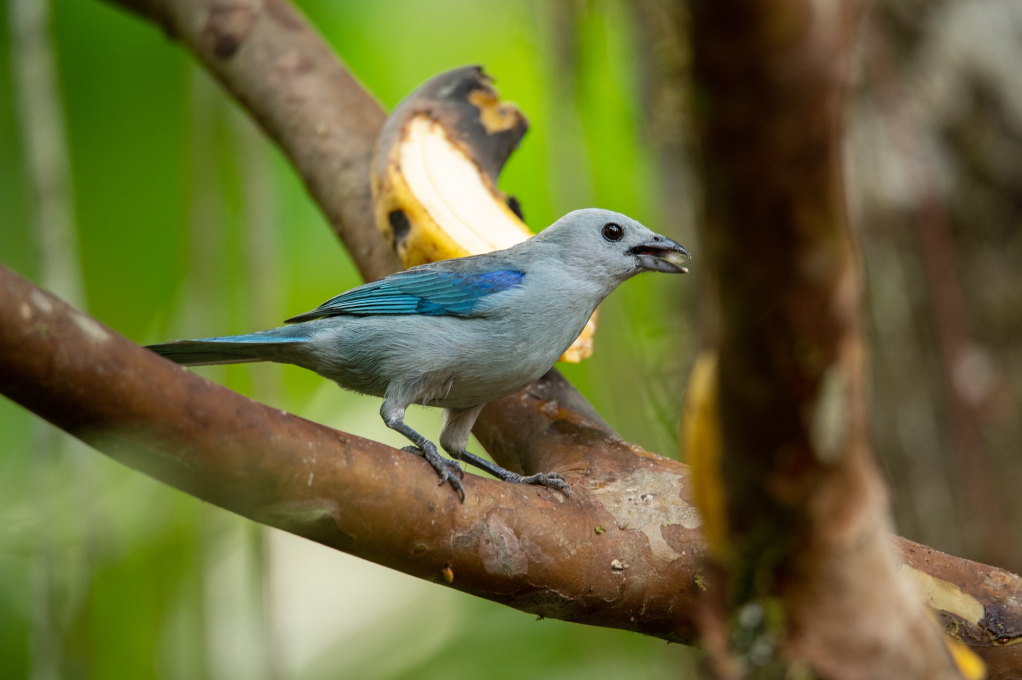 A local bird in Mindo